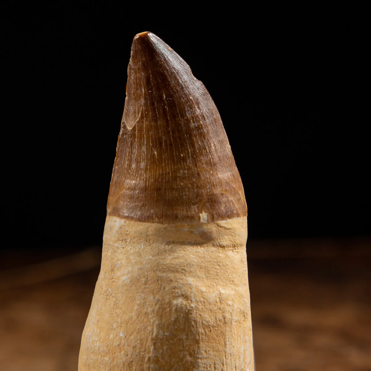 Dente Mosasaurus