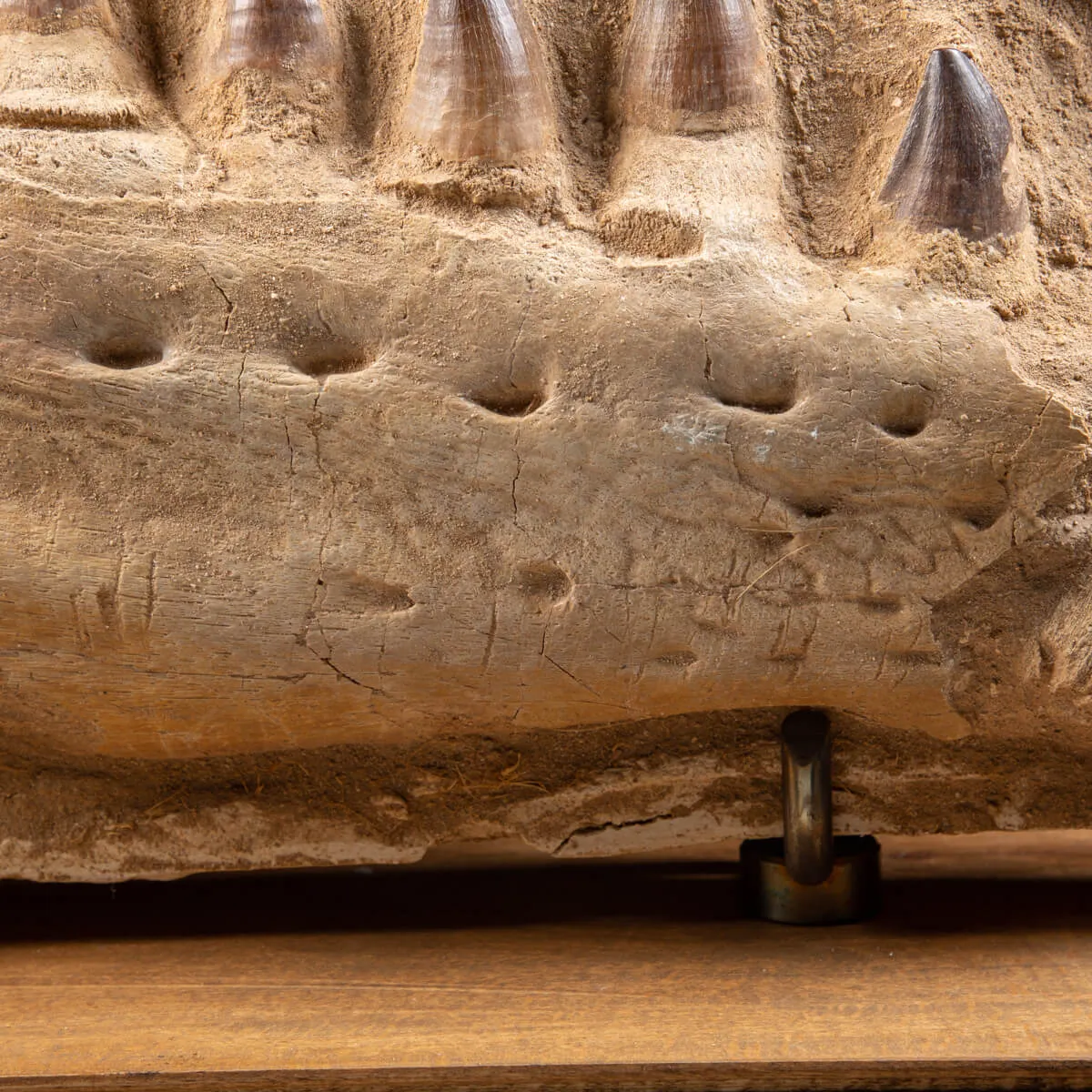 Mascella Mosasaurus su piedistallo