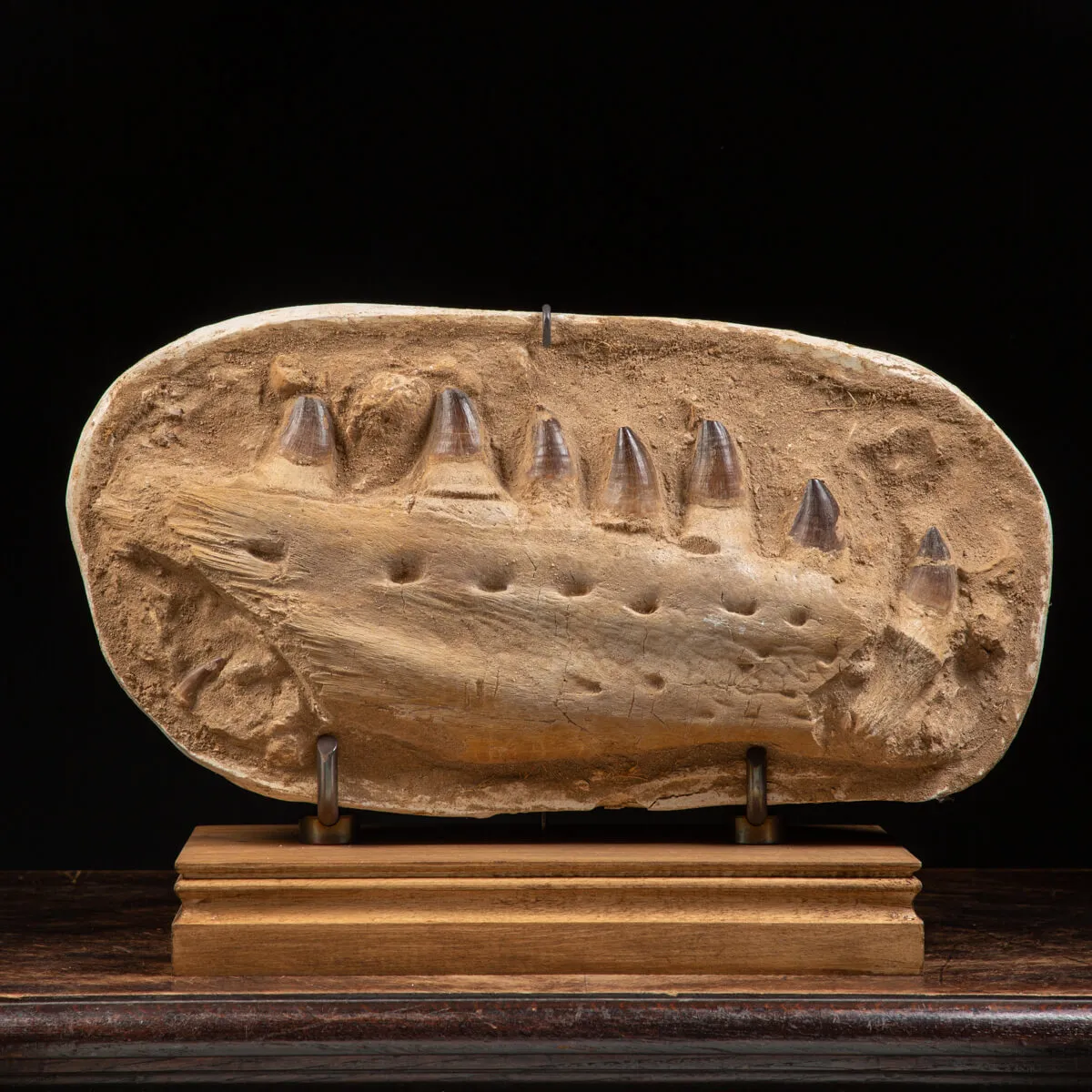 Mascella Mosasaurus su piedistallo