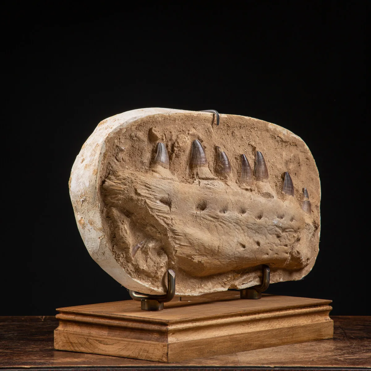 Mascella Mosasaurus su piedistallo