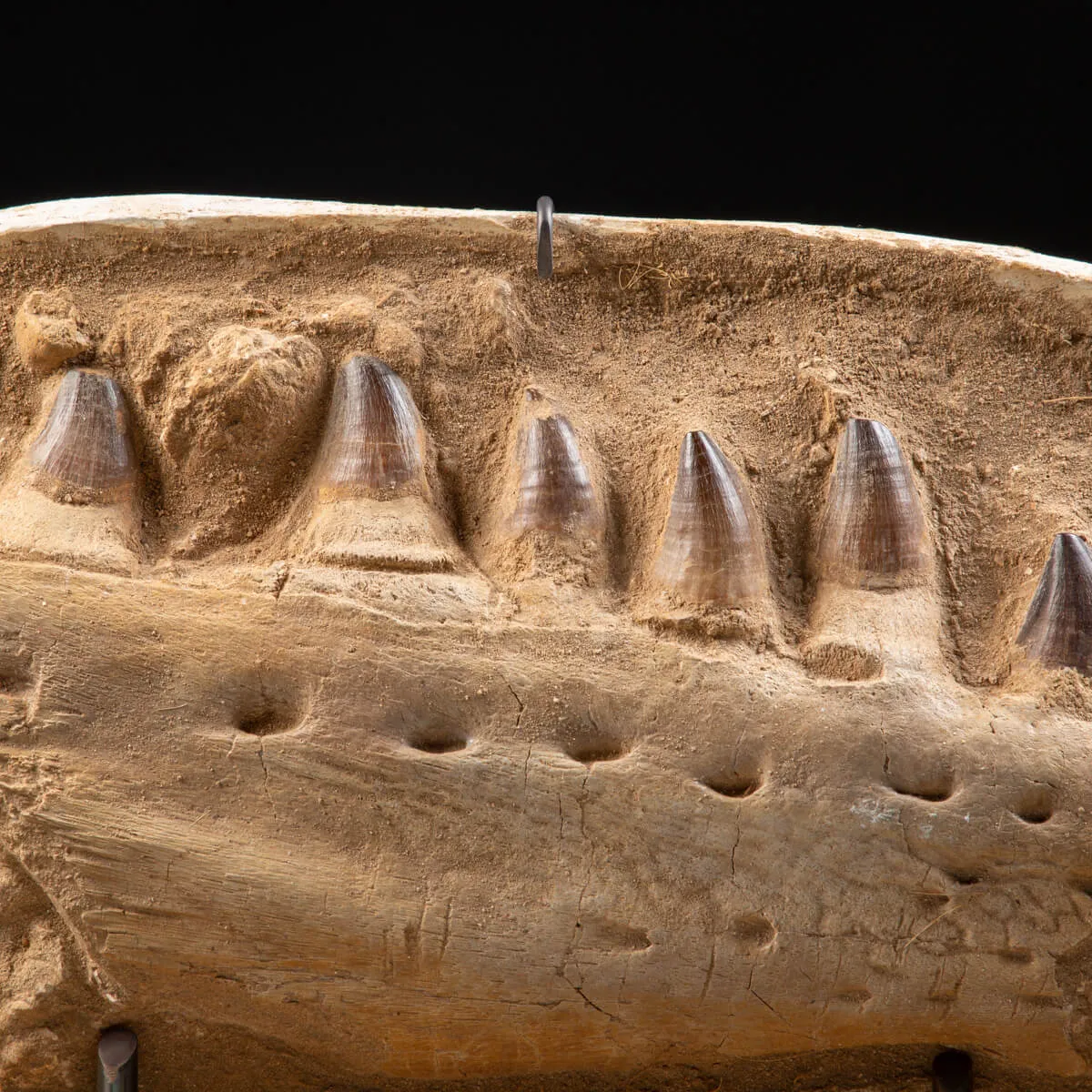 Mascella Mosasaurus su piedistallo