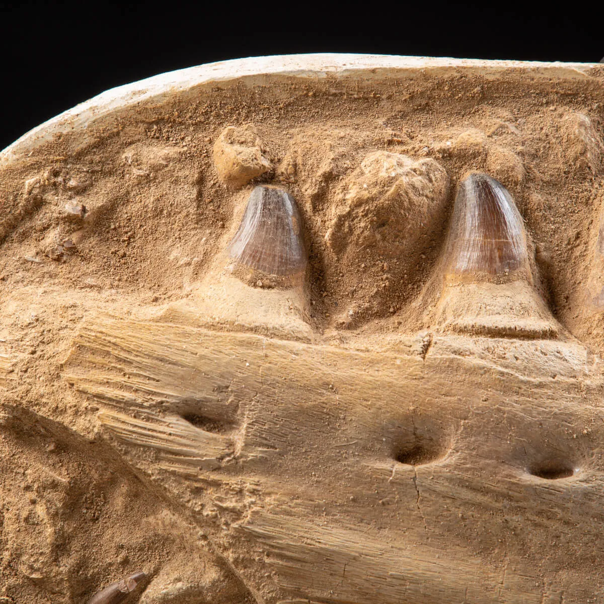 Mascella Mosasaurus su piedistallo