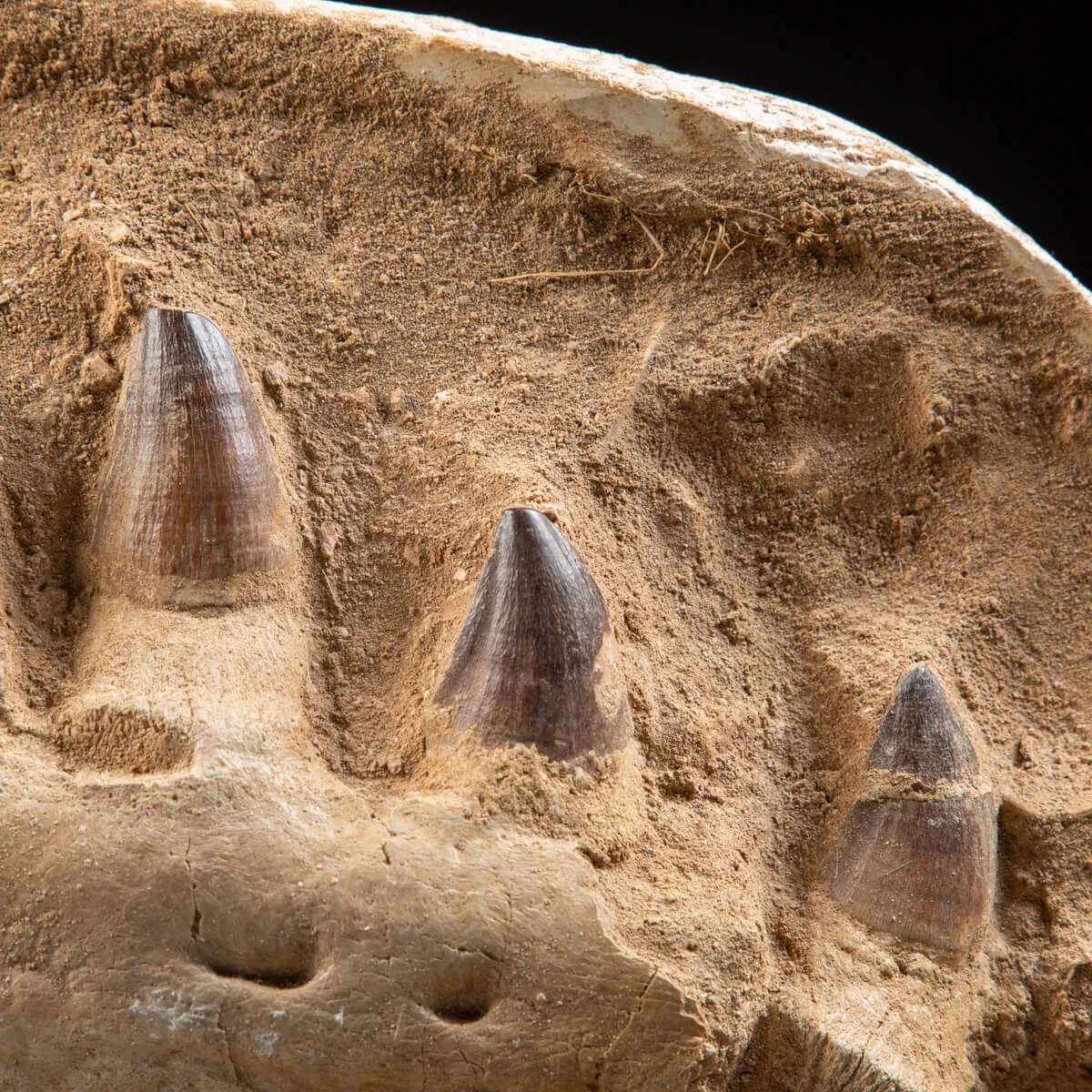 Mascella Mosasaurus su piedistallo