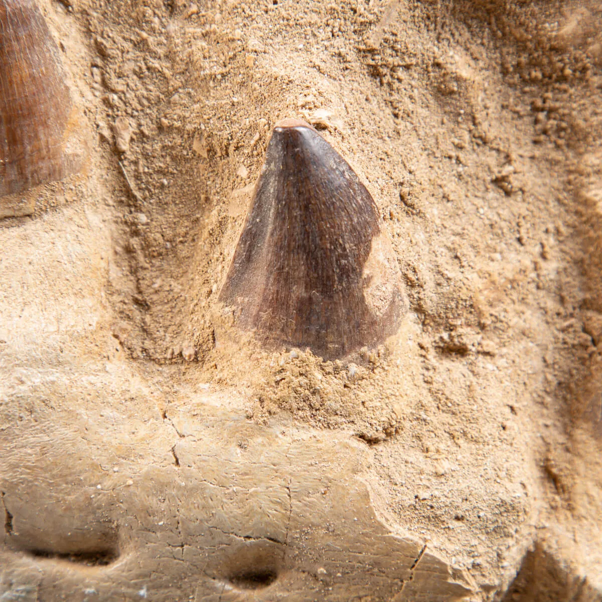 Mascella Mosasaurus su piedistallo