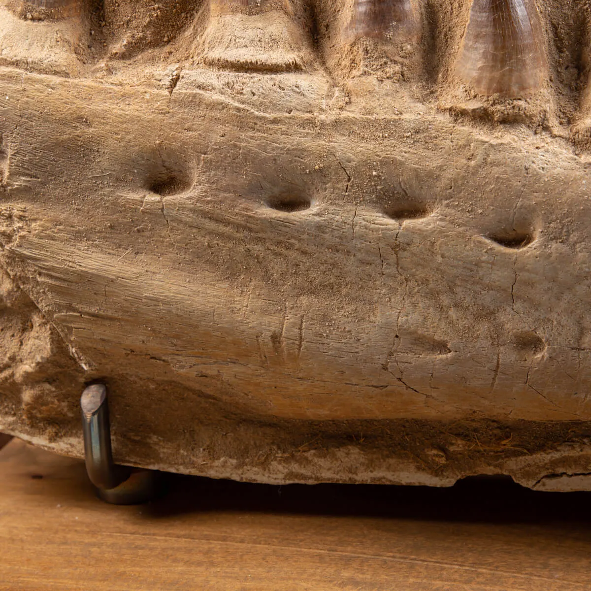 Mascella Mosasaurus su piedistallo