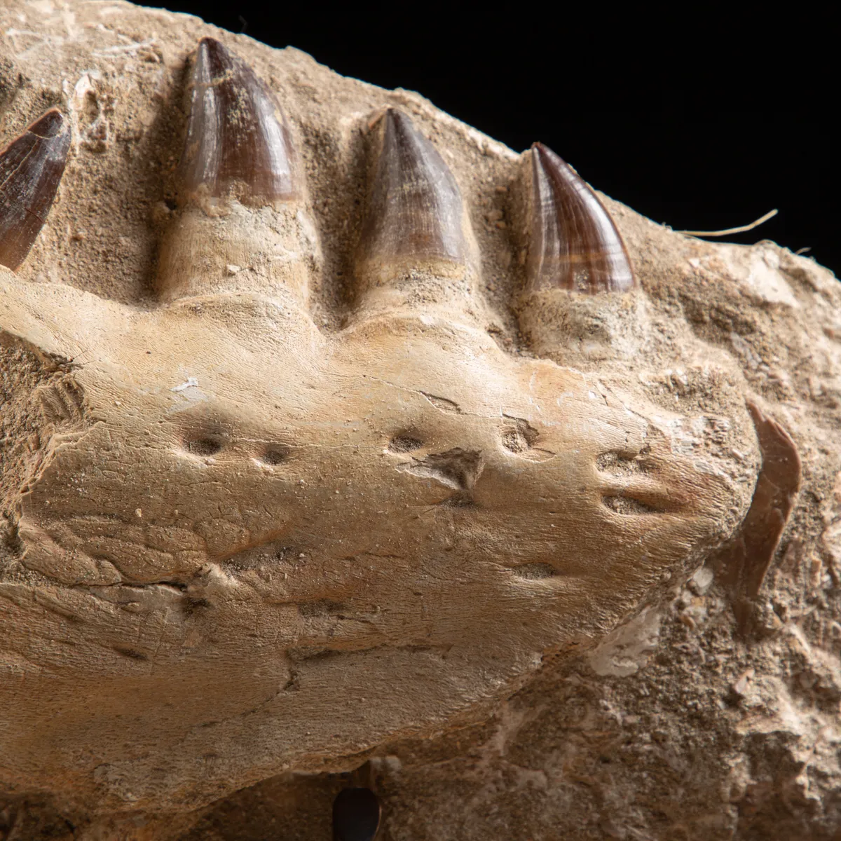 Mascella Mosasaurus su piedistallo