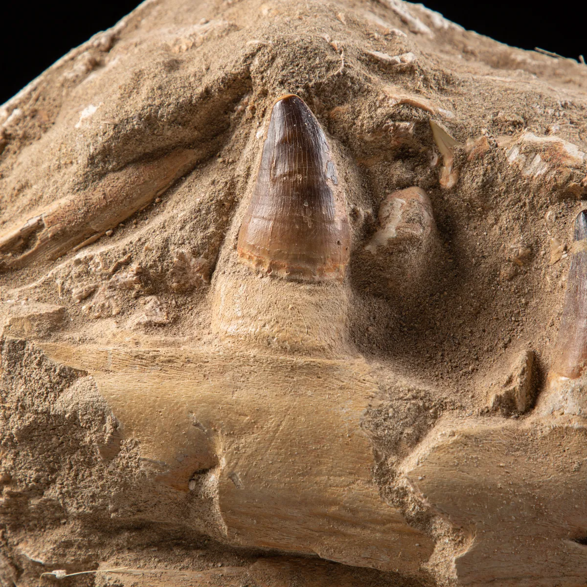 Mascella Mosasaurus su piedistallo