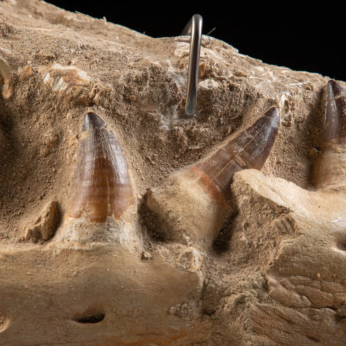 Mascella Mosasaurus su piedistallo