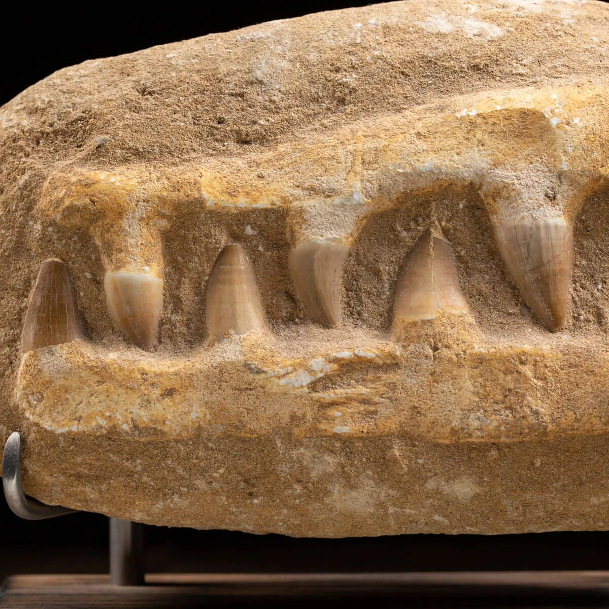 Mascella Mosasaurus su piedistallo