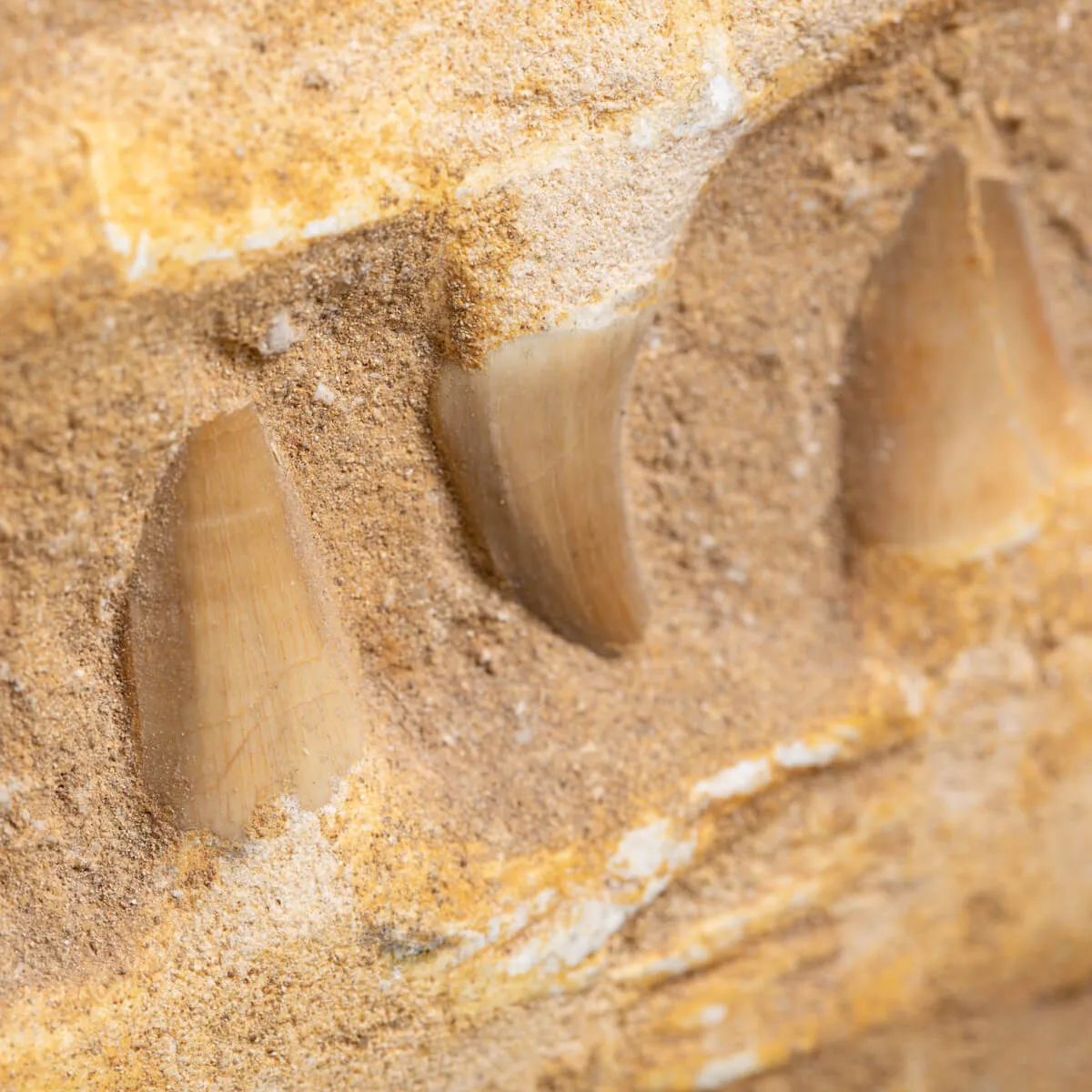 Mascella Mosasaurus su piedistallo