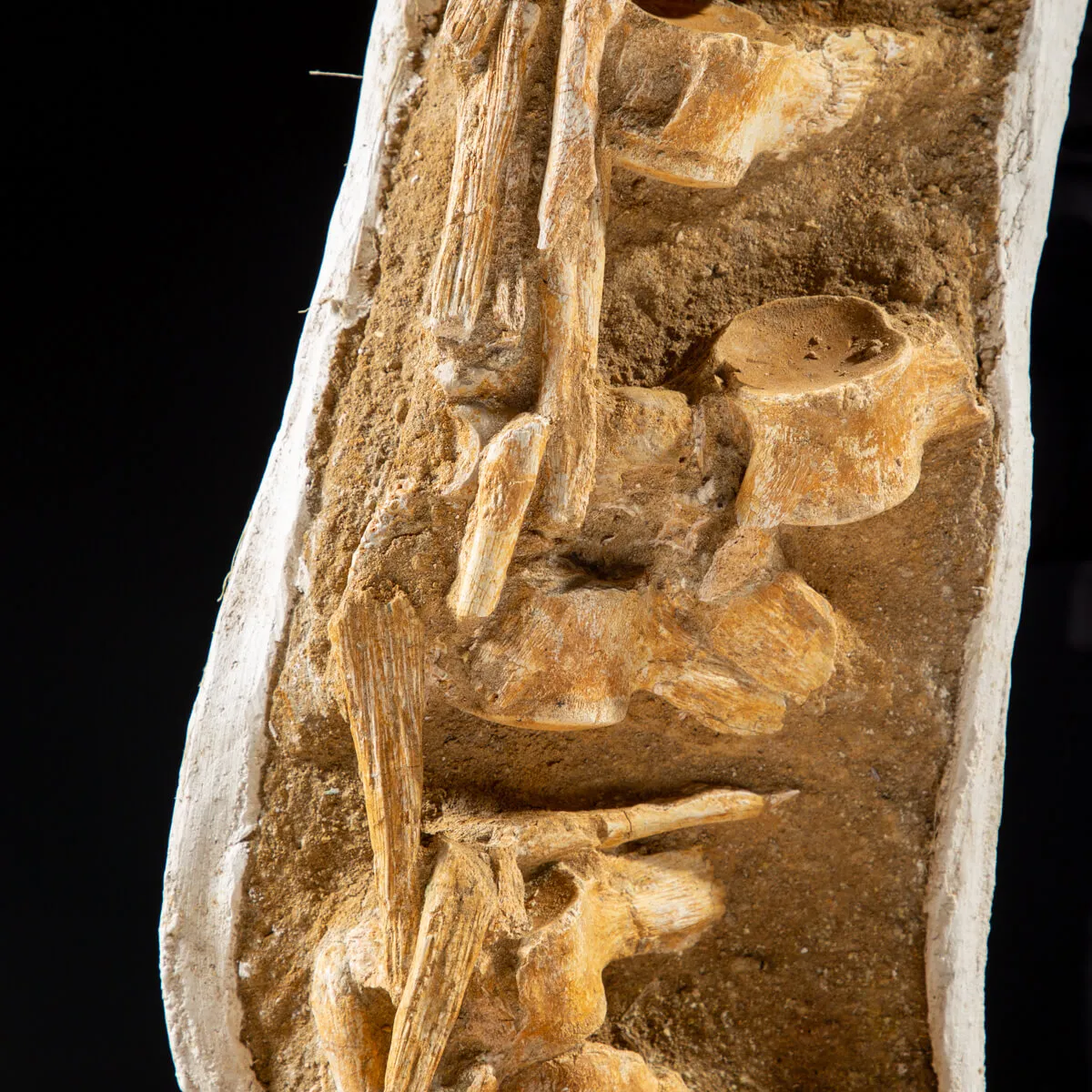 Vertebre Mosasaurus