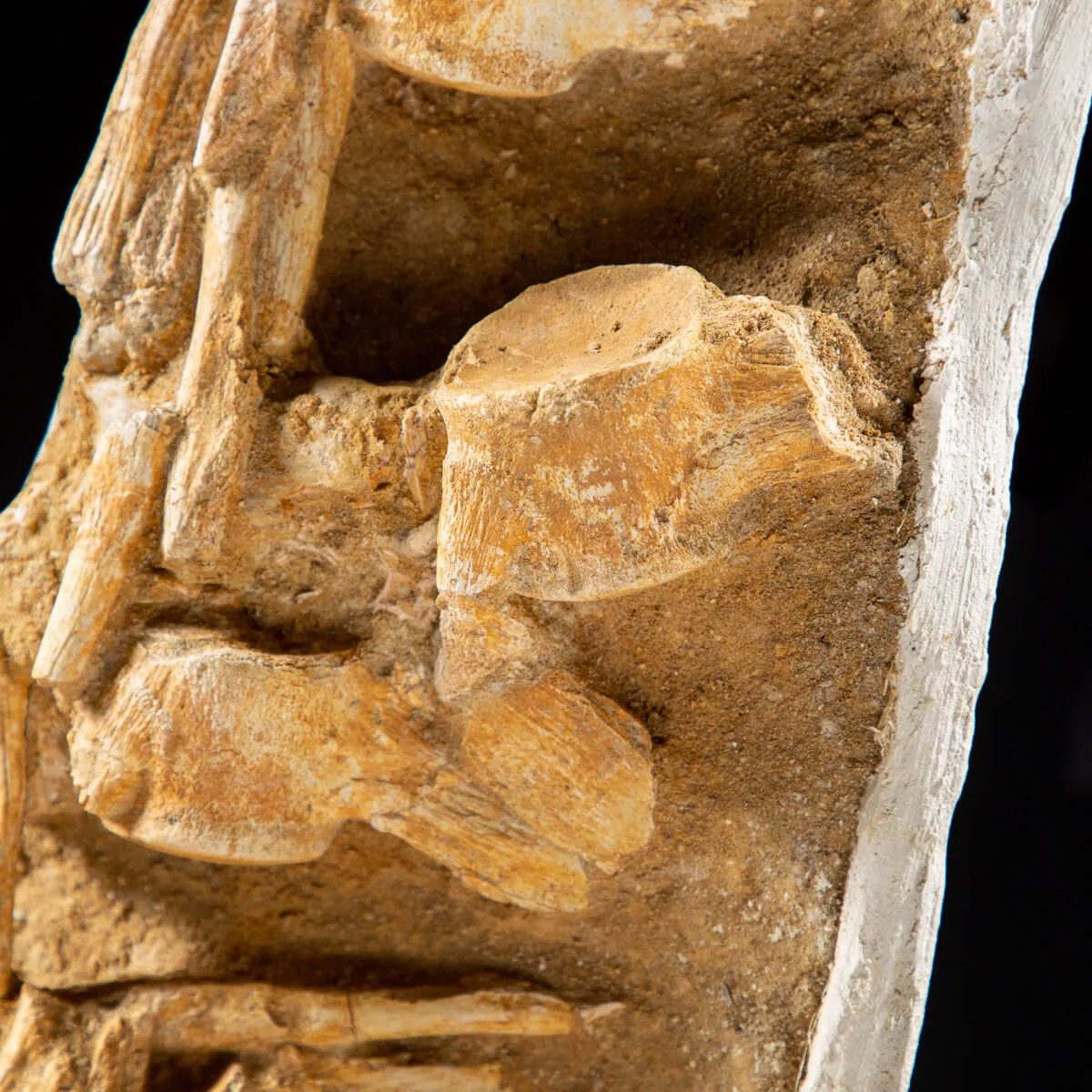 Vertebre Mosasaurus