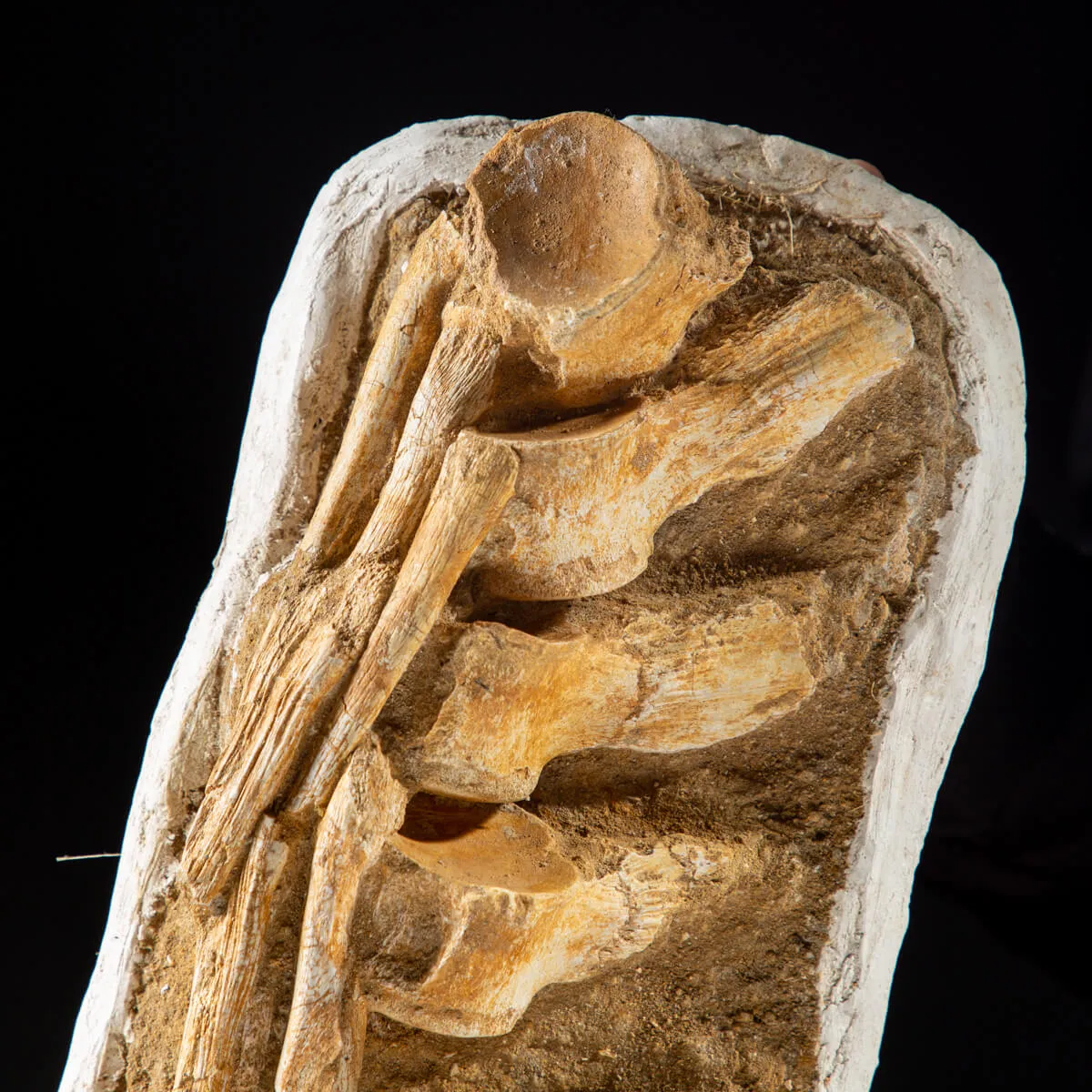 Vertebre Mosasaurus