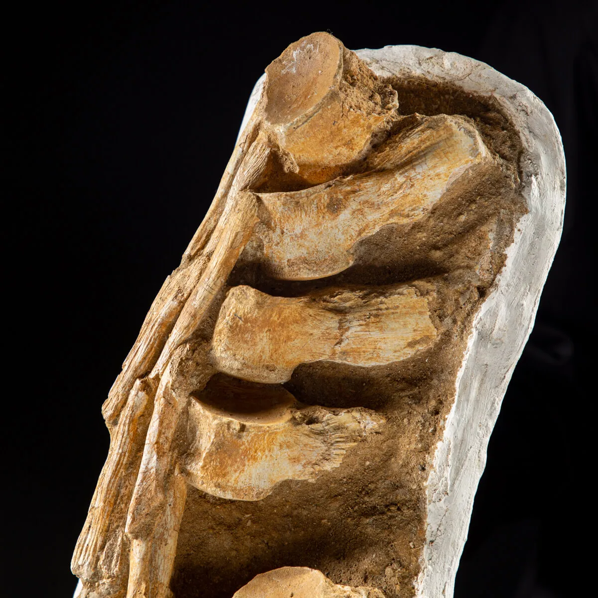Vertebre Mosasaurus