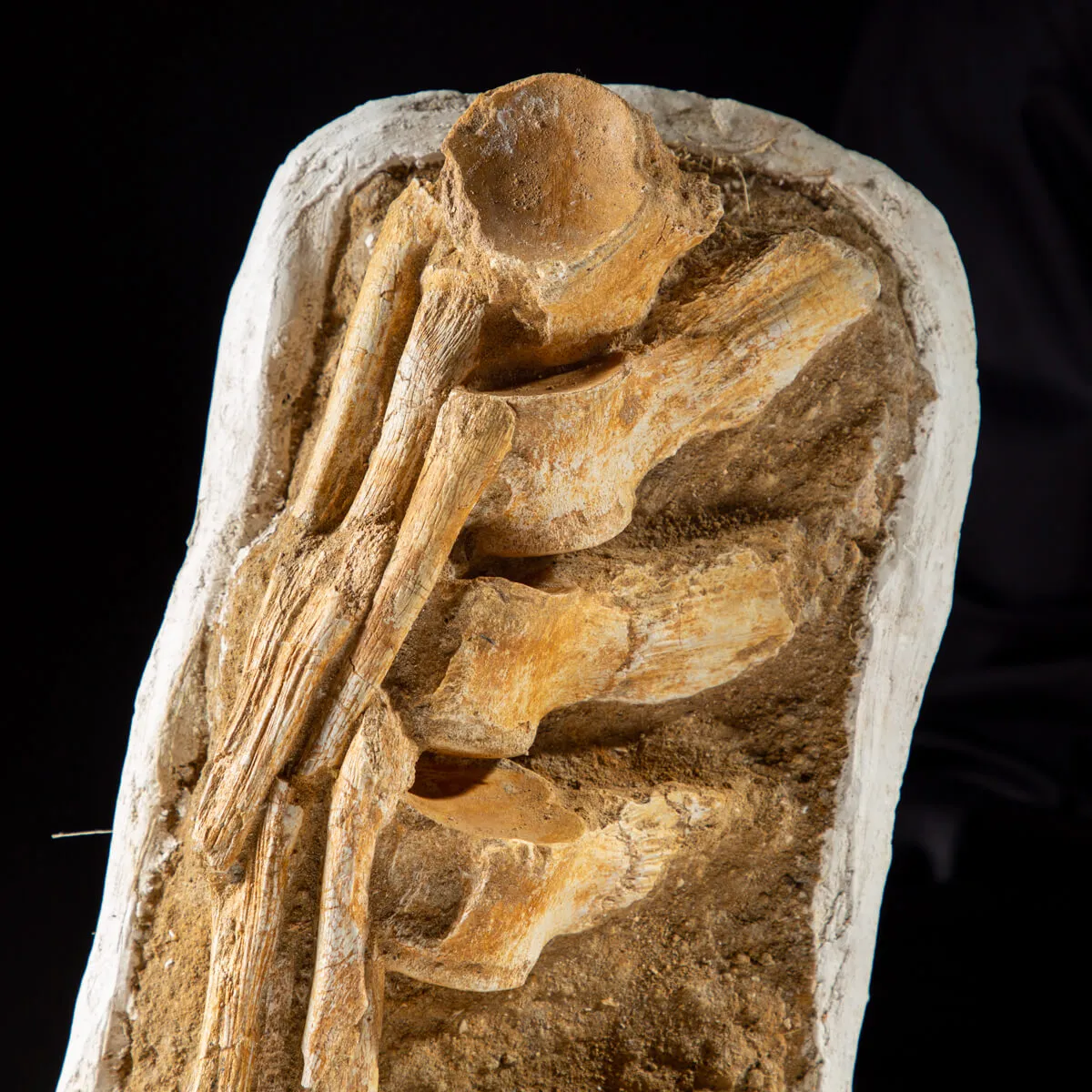 Vertebre Mosasaurus