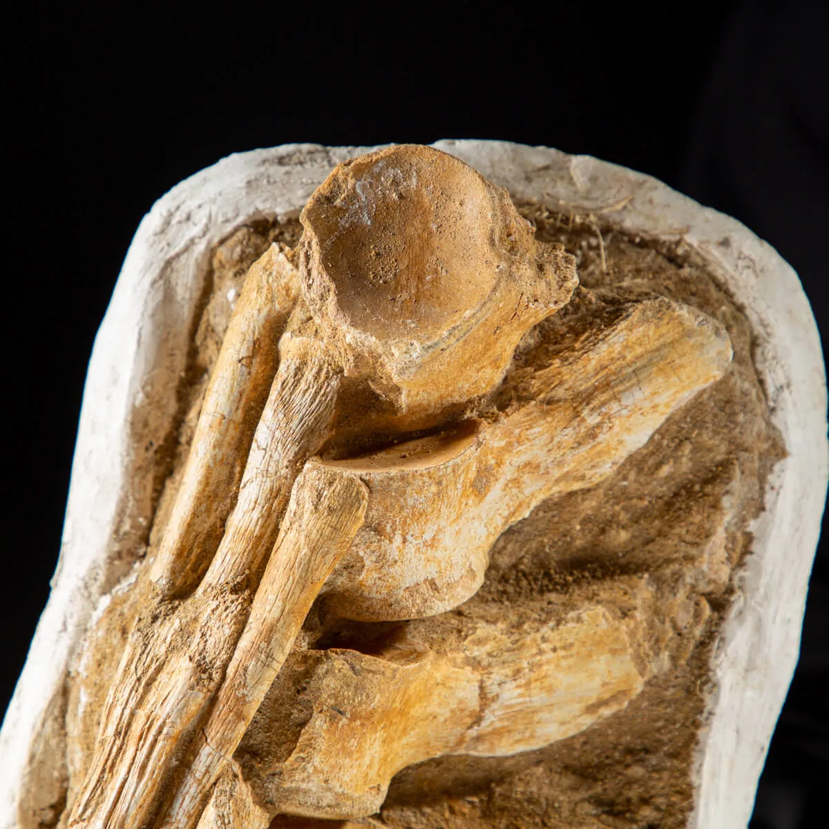 Vertebre Mosasaurus