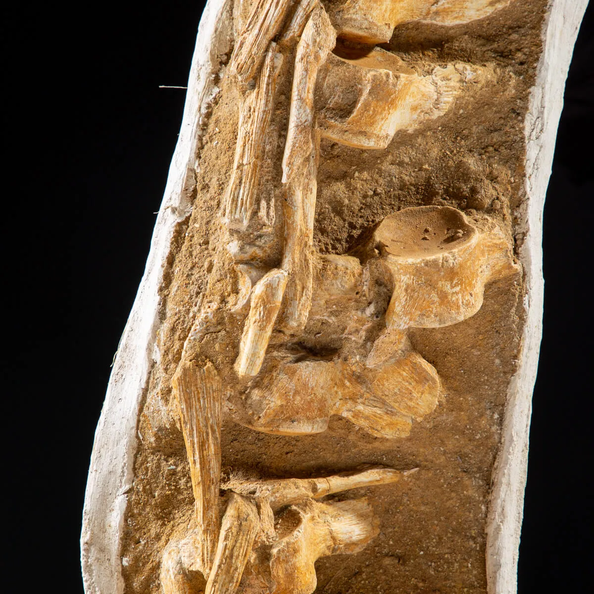 Vertebre Mosasaurus