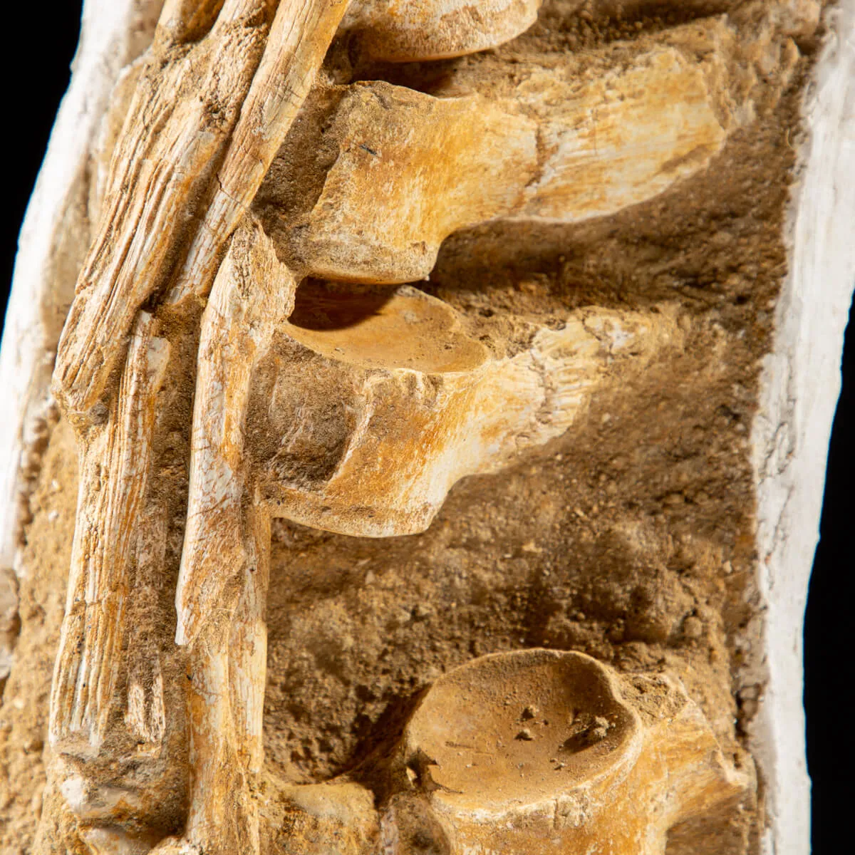 Vertebre Mosasaurus