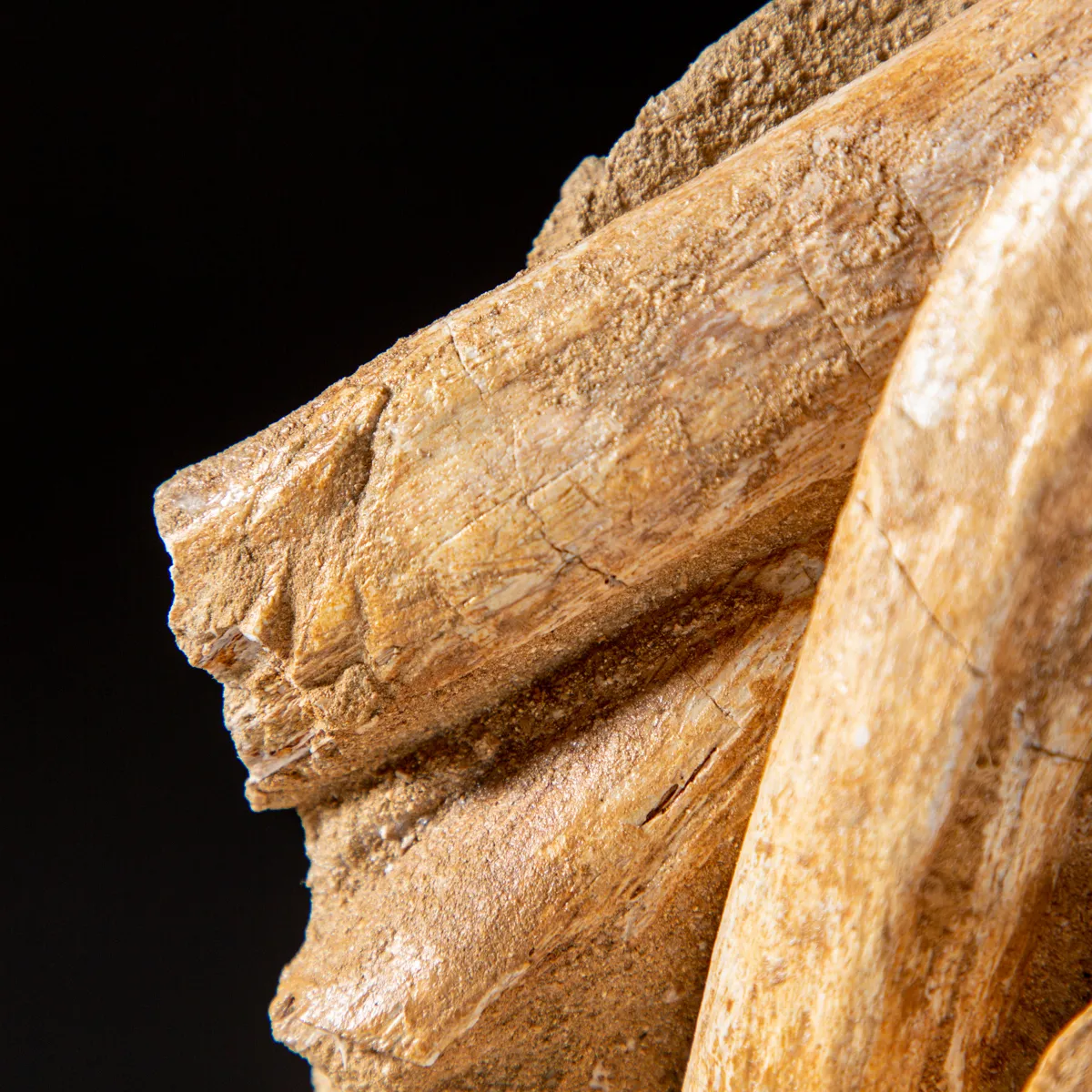 Vertebre Mosasaurus