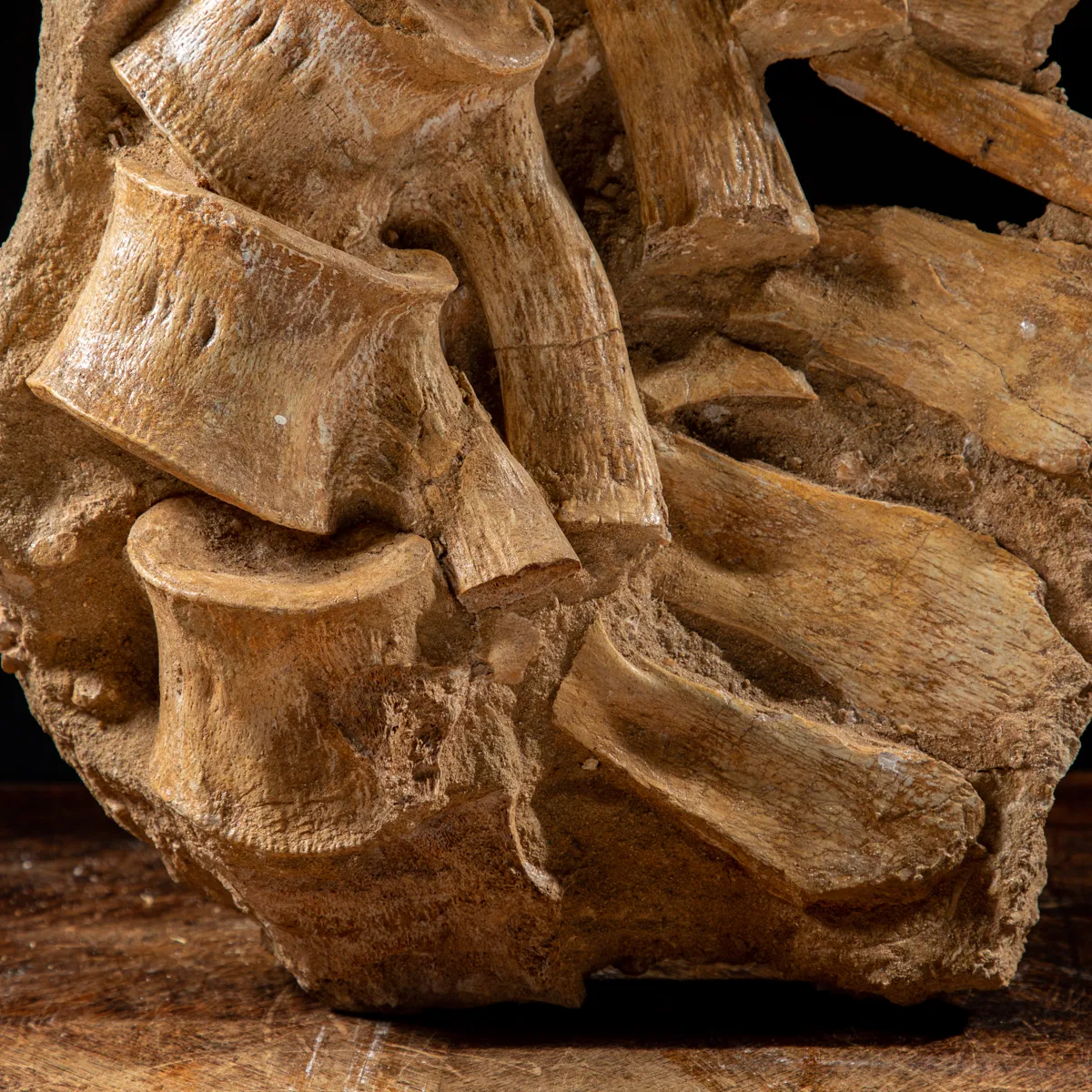 Vertebre Mosasaurus