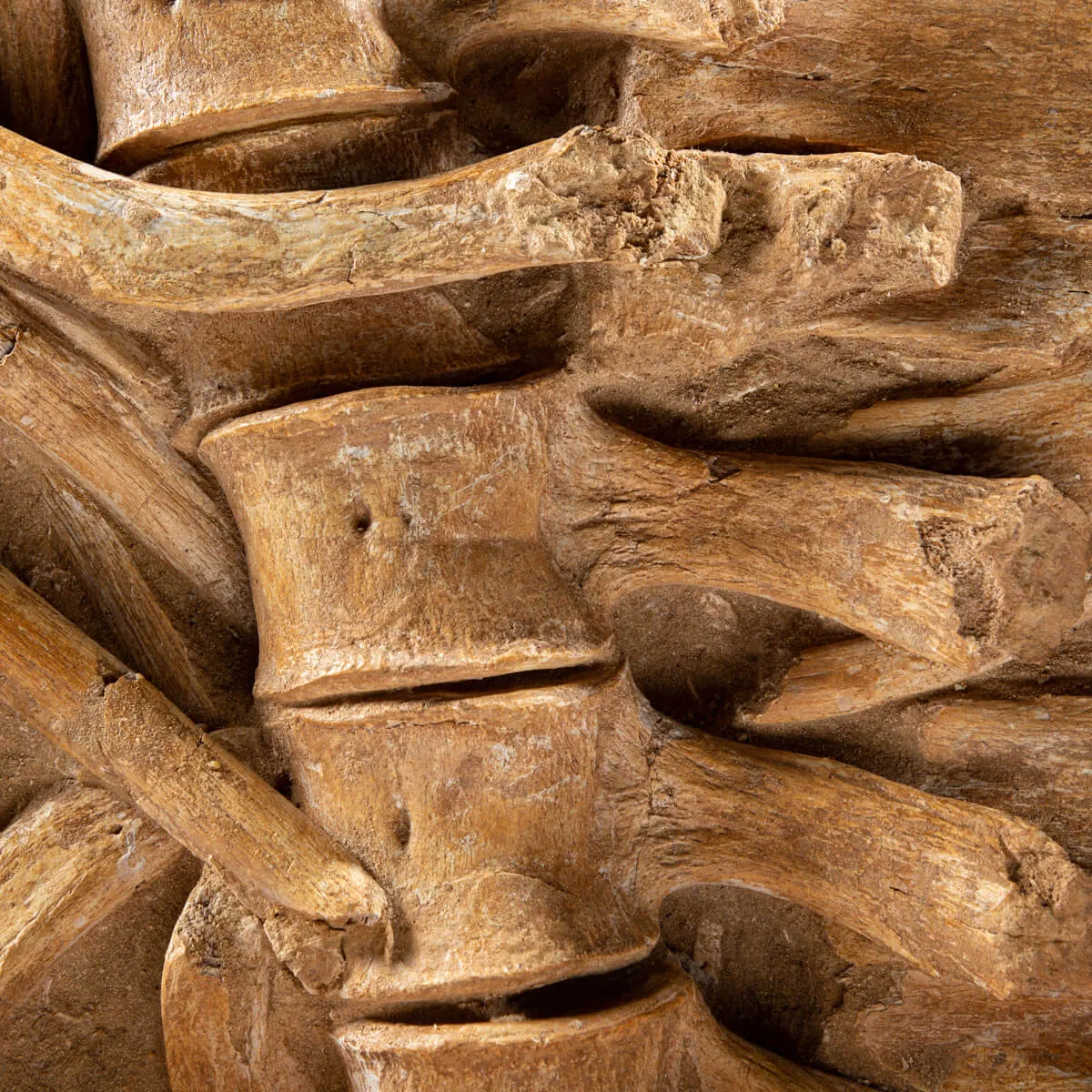 Vertebre Mosasaurus