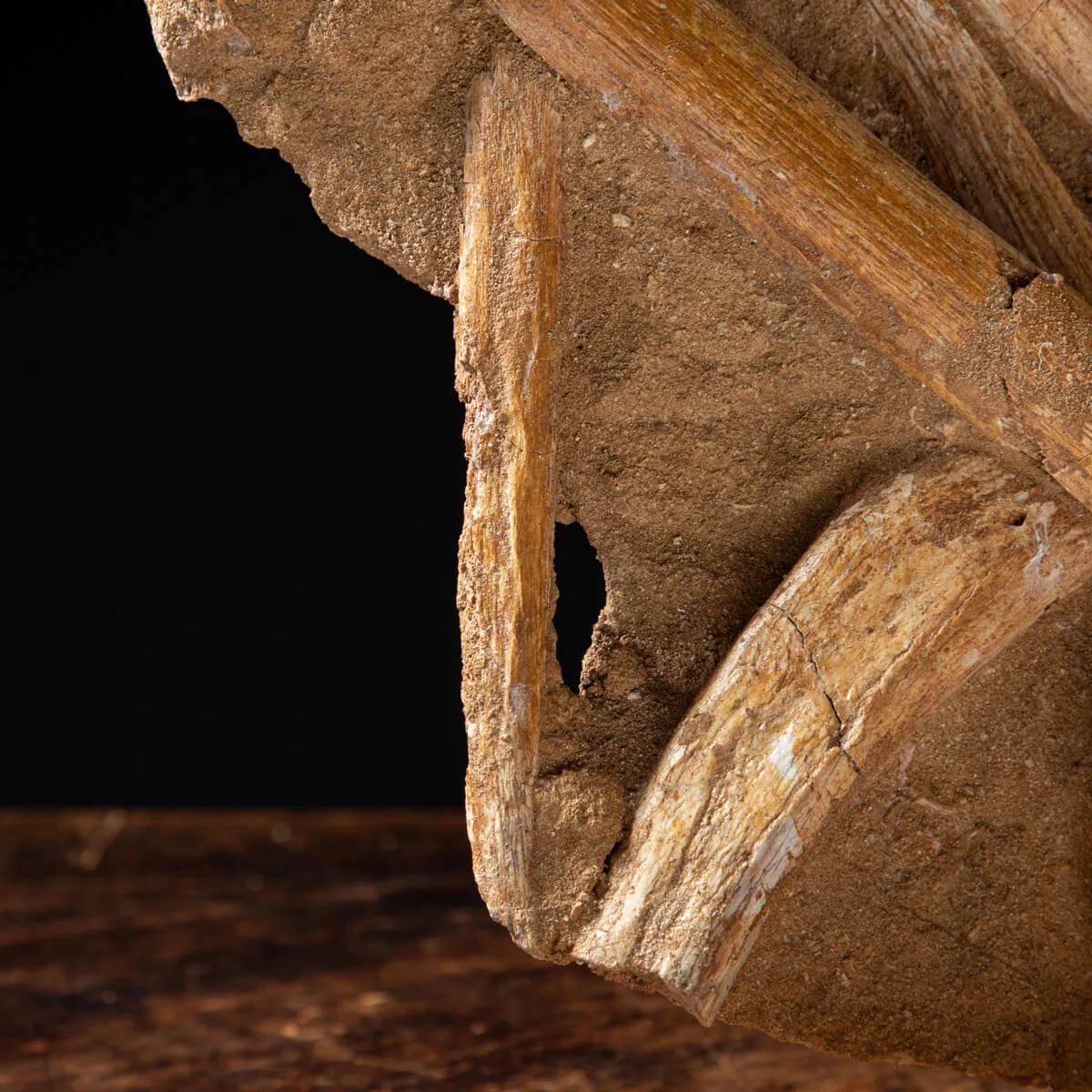 Vertebre Mosasaurus