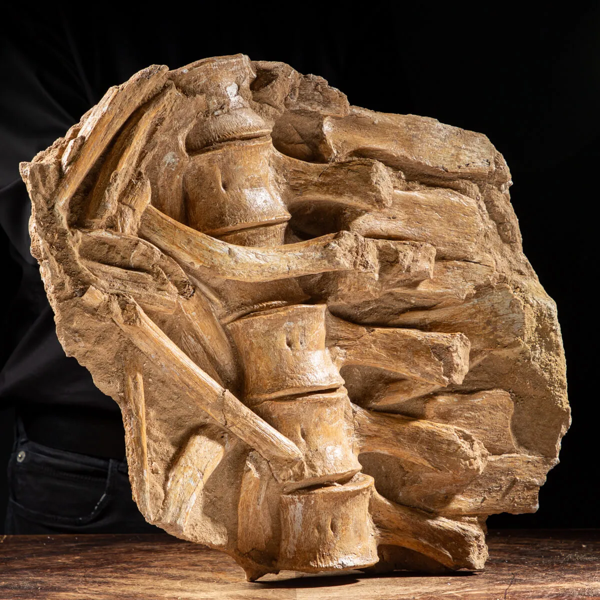 Vertebre Mosasaurus