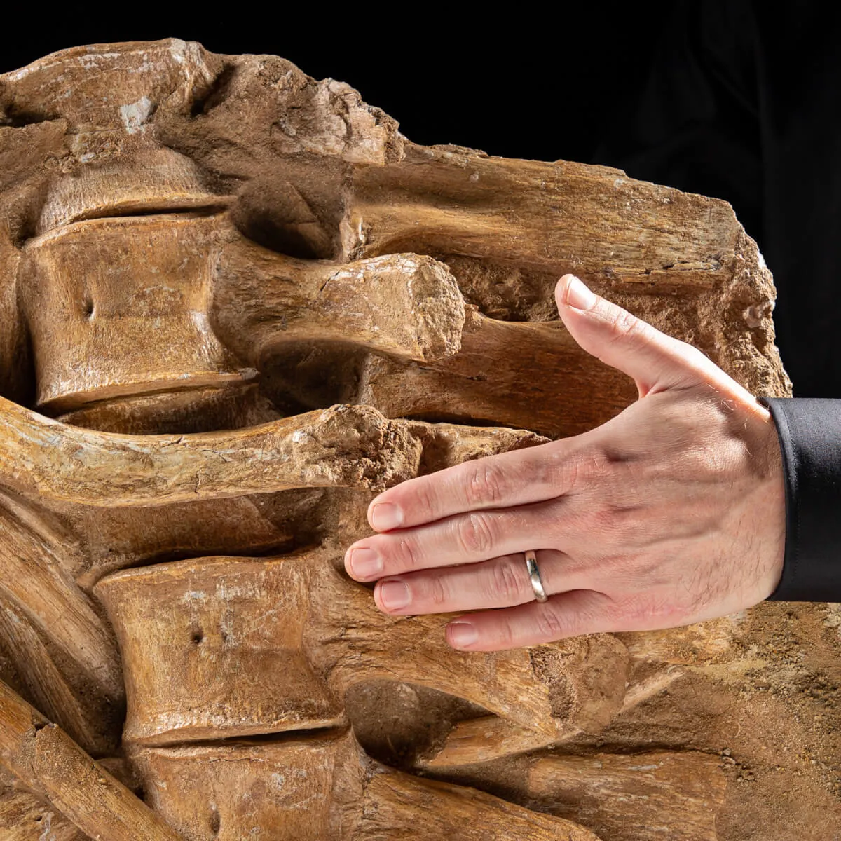 Vertebre Mosasaurus