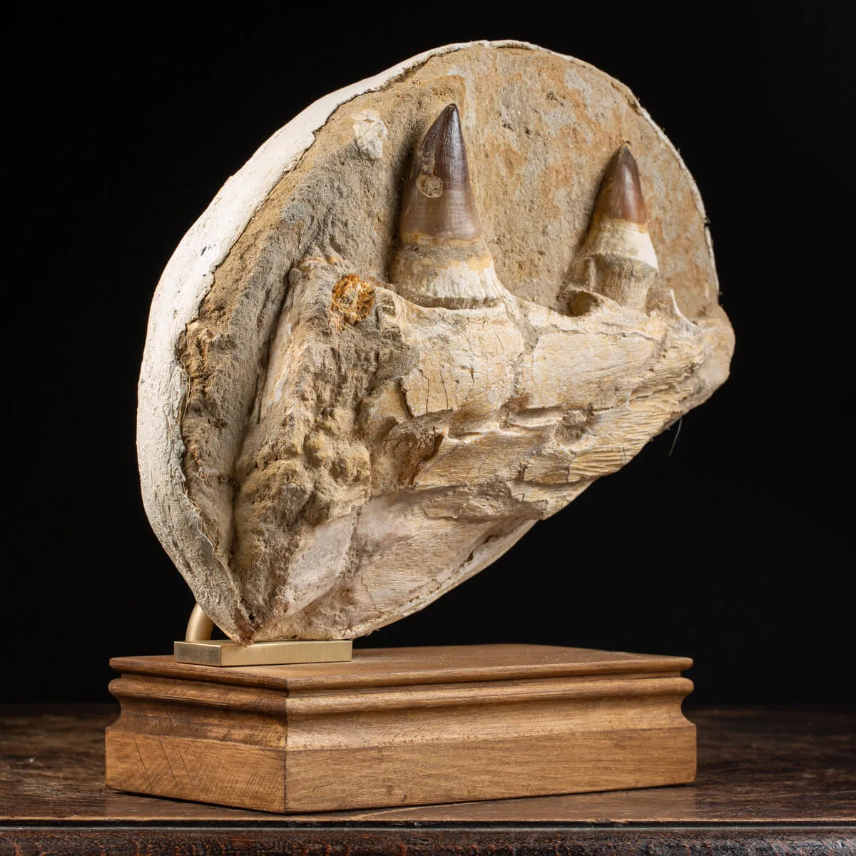 Mascella Mosasaurus su piedistallo