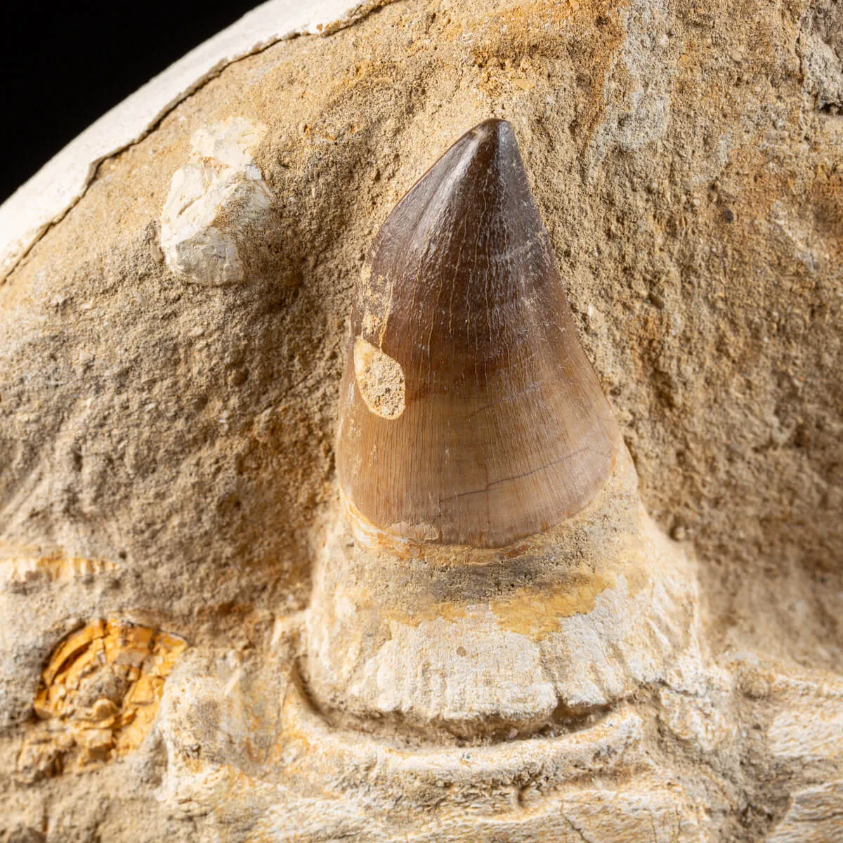 Mascella Mosasaurus su piedistallo
