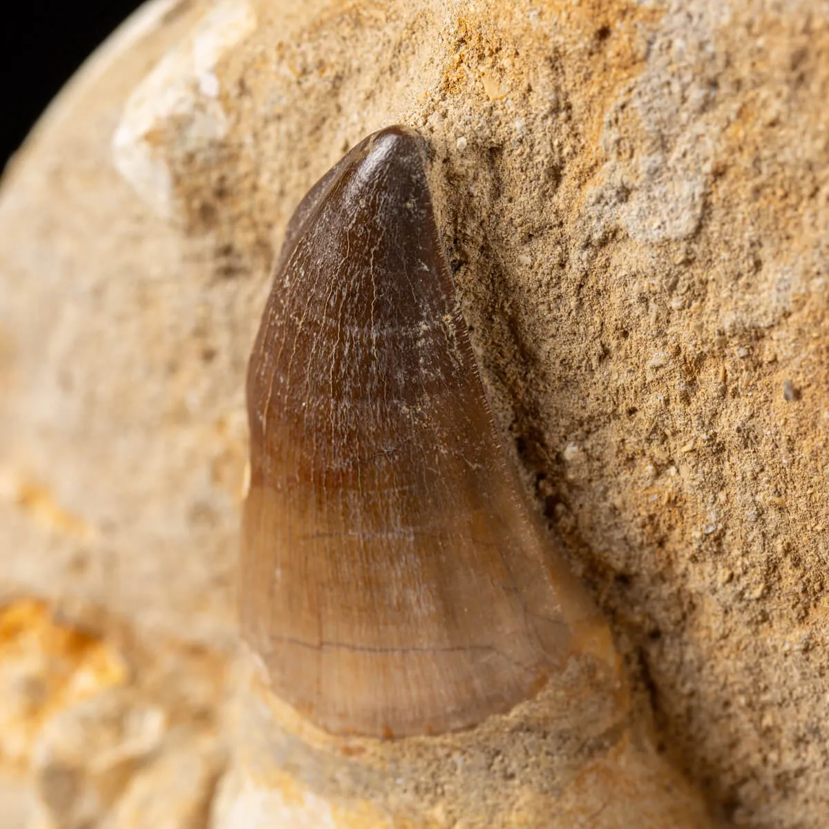 Mascella Mosasaurus su piedistallo