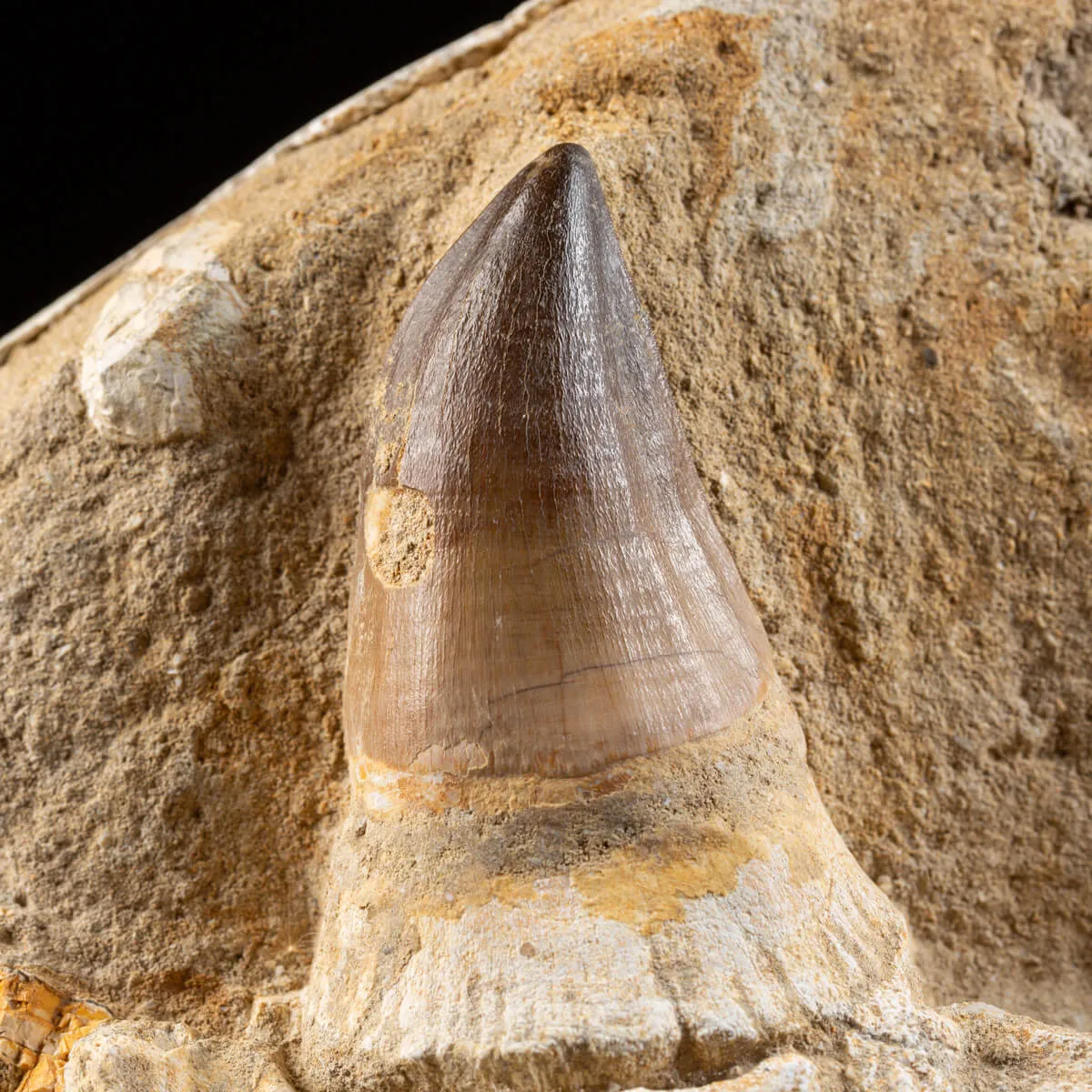 Mascella Mosasaurus su piedistallo