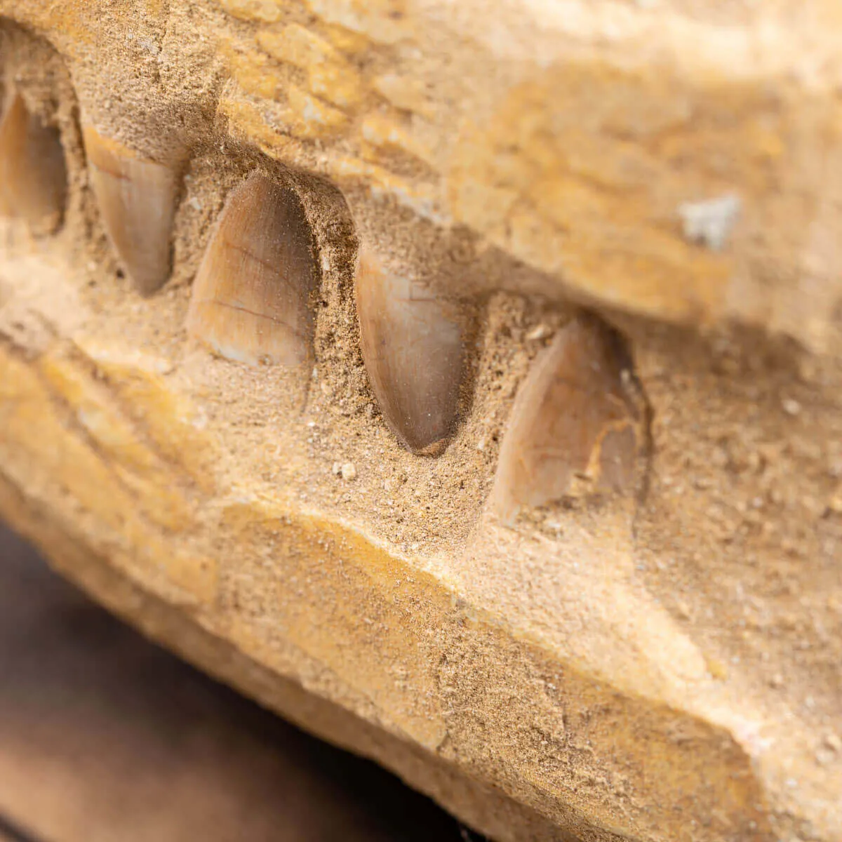 Mascella Mosasaurus su matrice