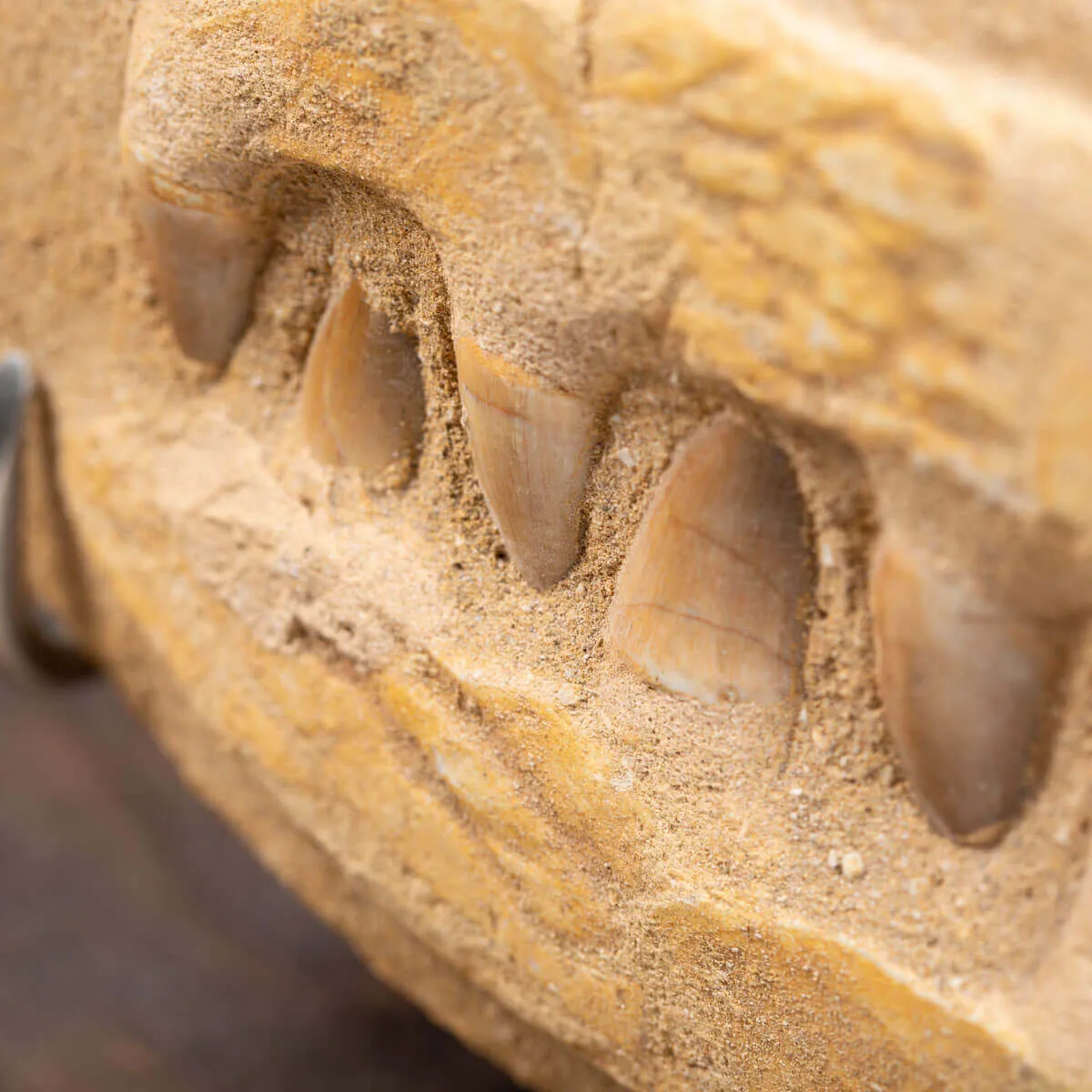 Mascella Mosasaurus su matrice