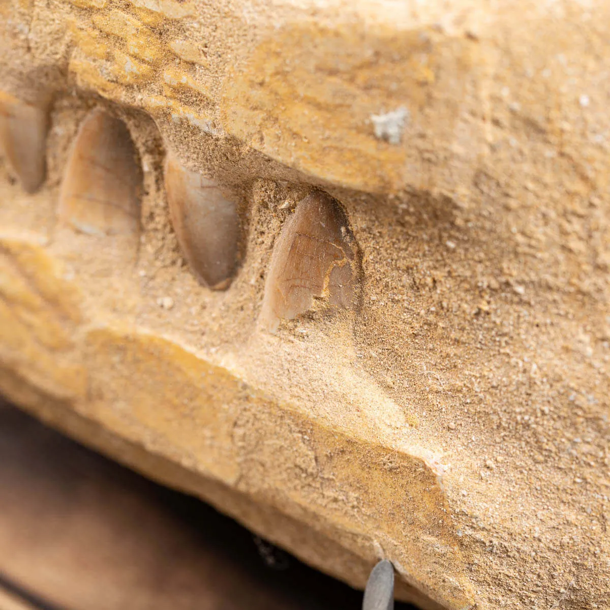 Mascella Mosasaurus su matrice