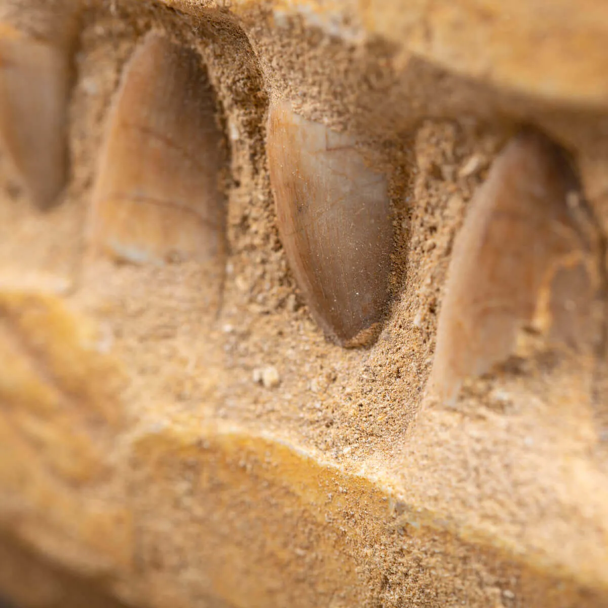 Mascella Mosasaurus su matrice