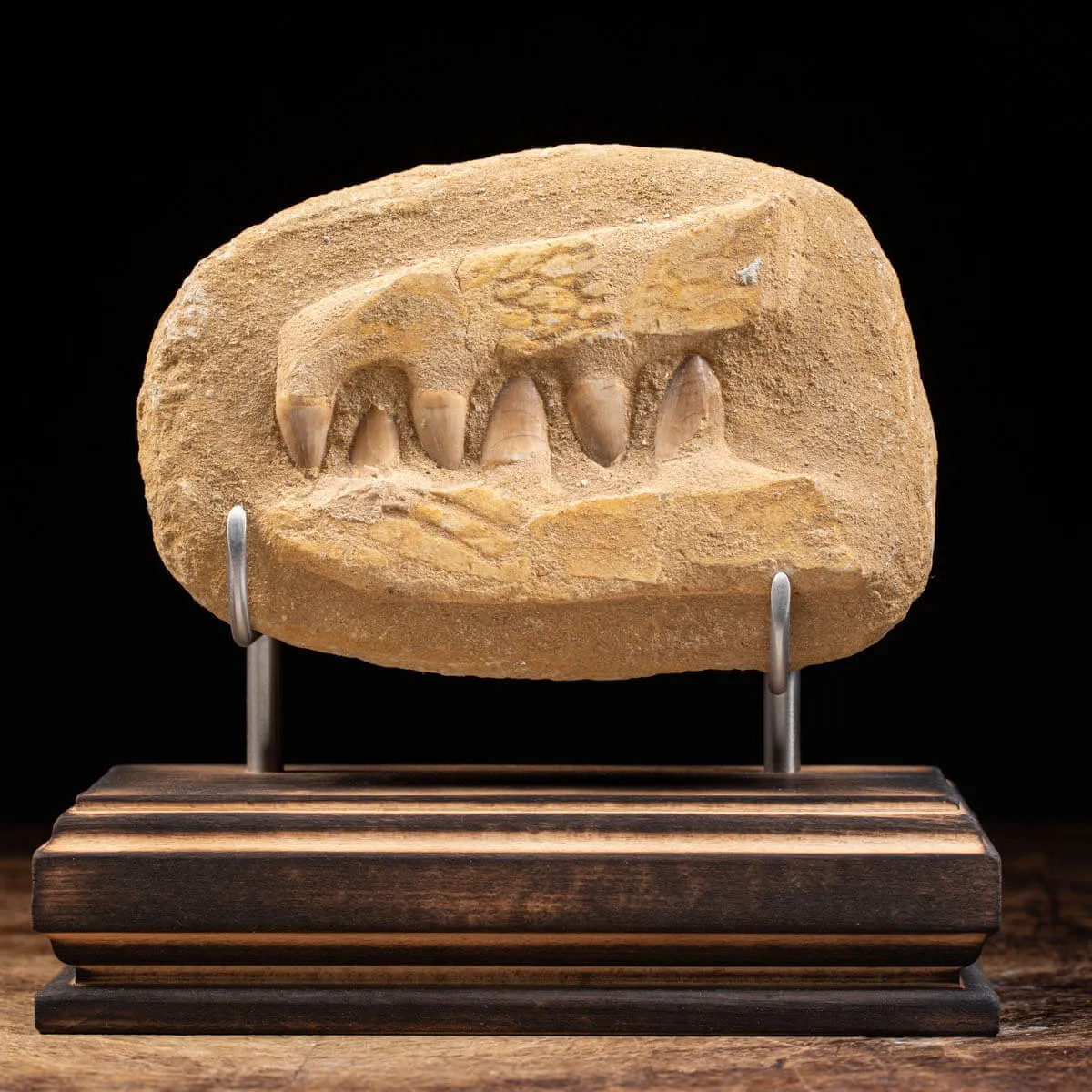 Mascella Mosasaurus su matrice
