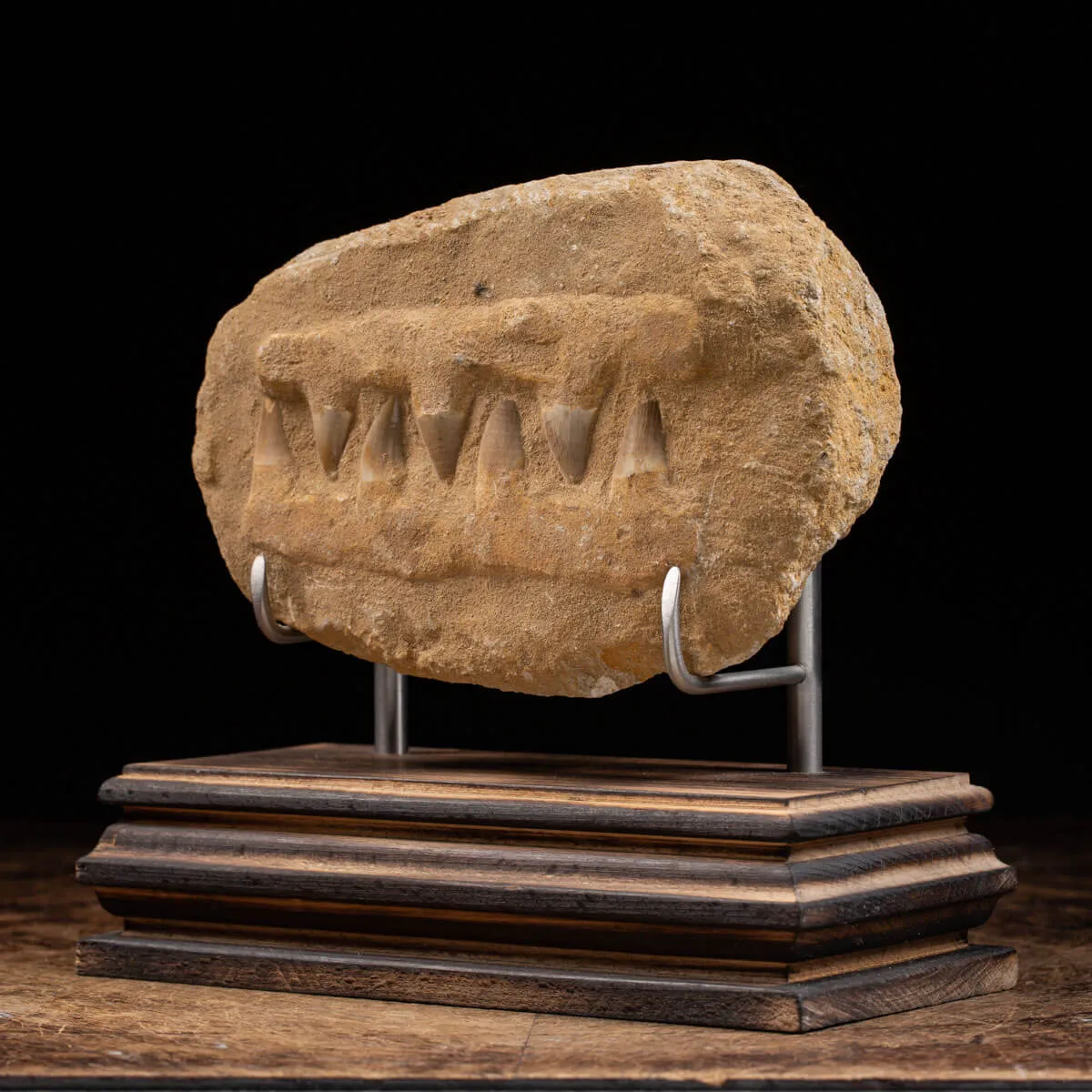 Mascella Mosasaurus Fossile su piedistallo