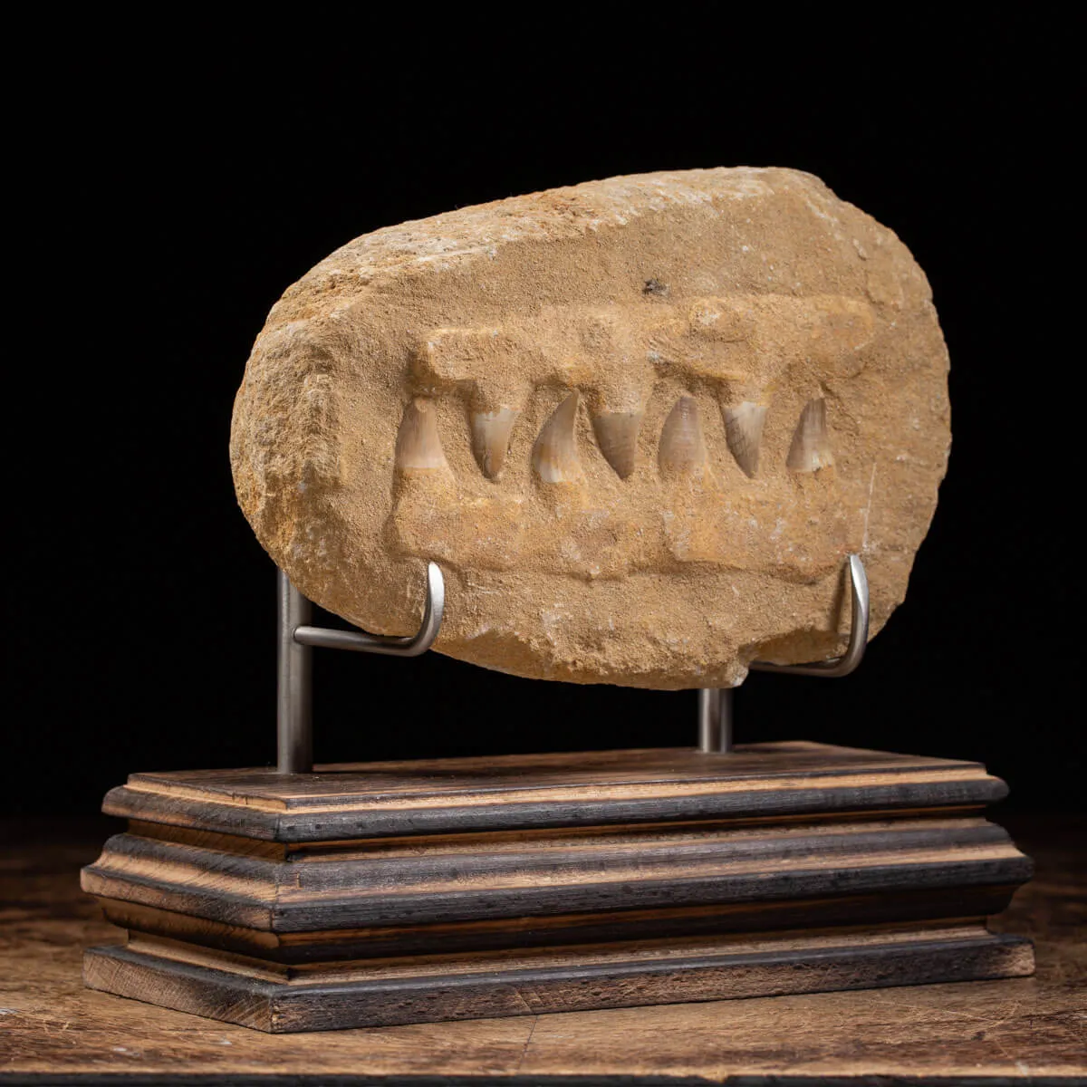Mascella Mosasaurus Fossile su piedistallo