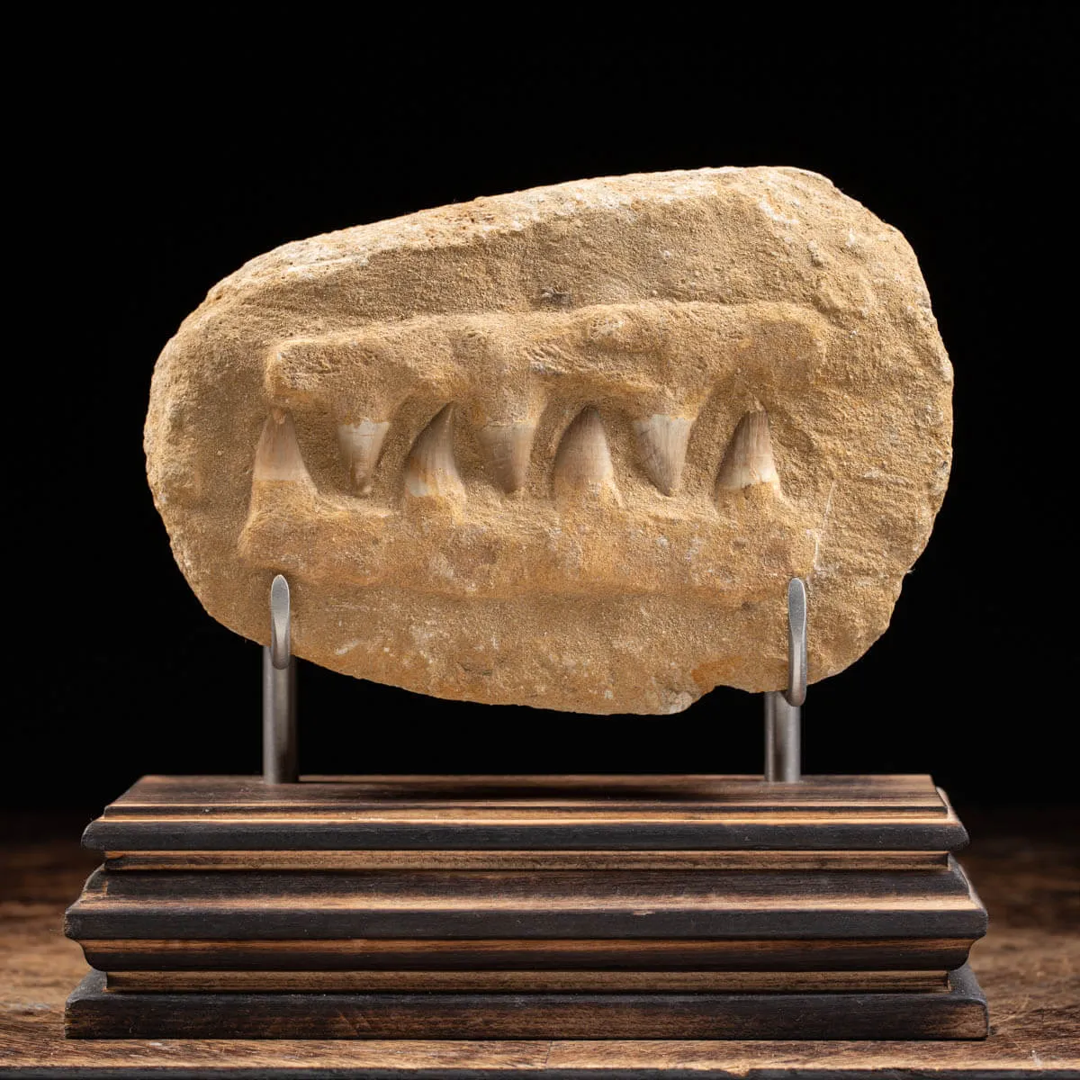 Mascella Mosasaurus Fossile su piedistallo