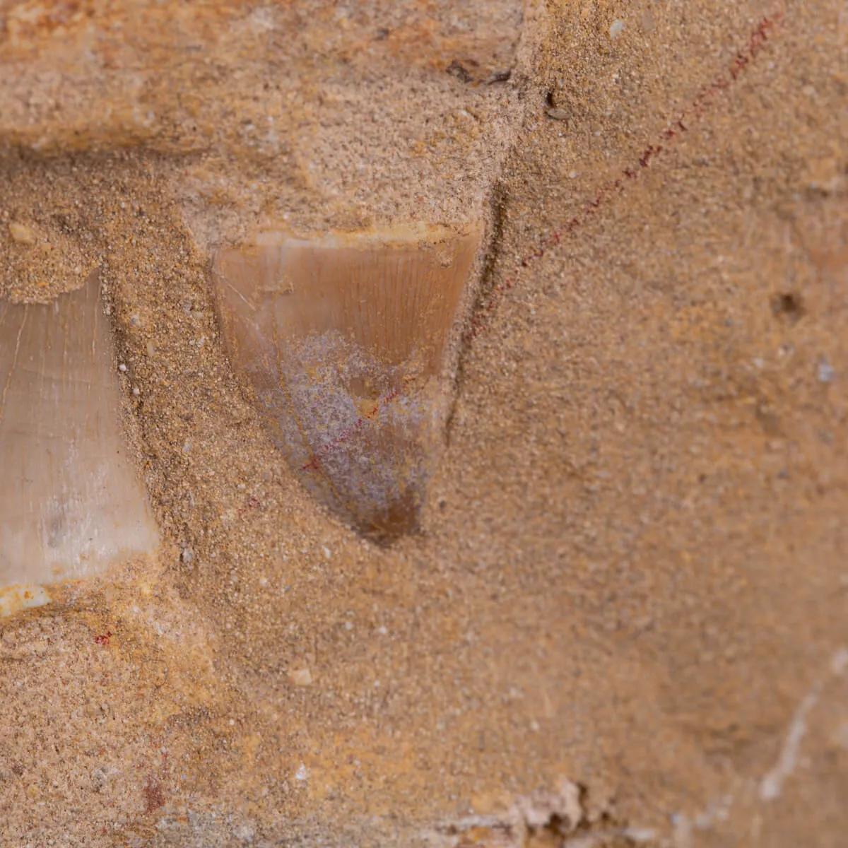 Sezione fossile di mascella di Mosasaurus.