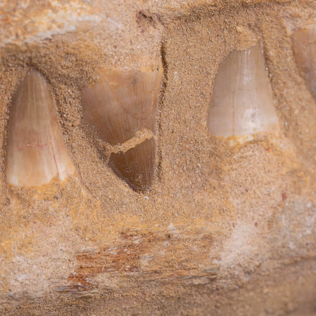 Sezione fossile di mascella di Mosasaurus.