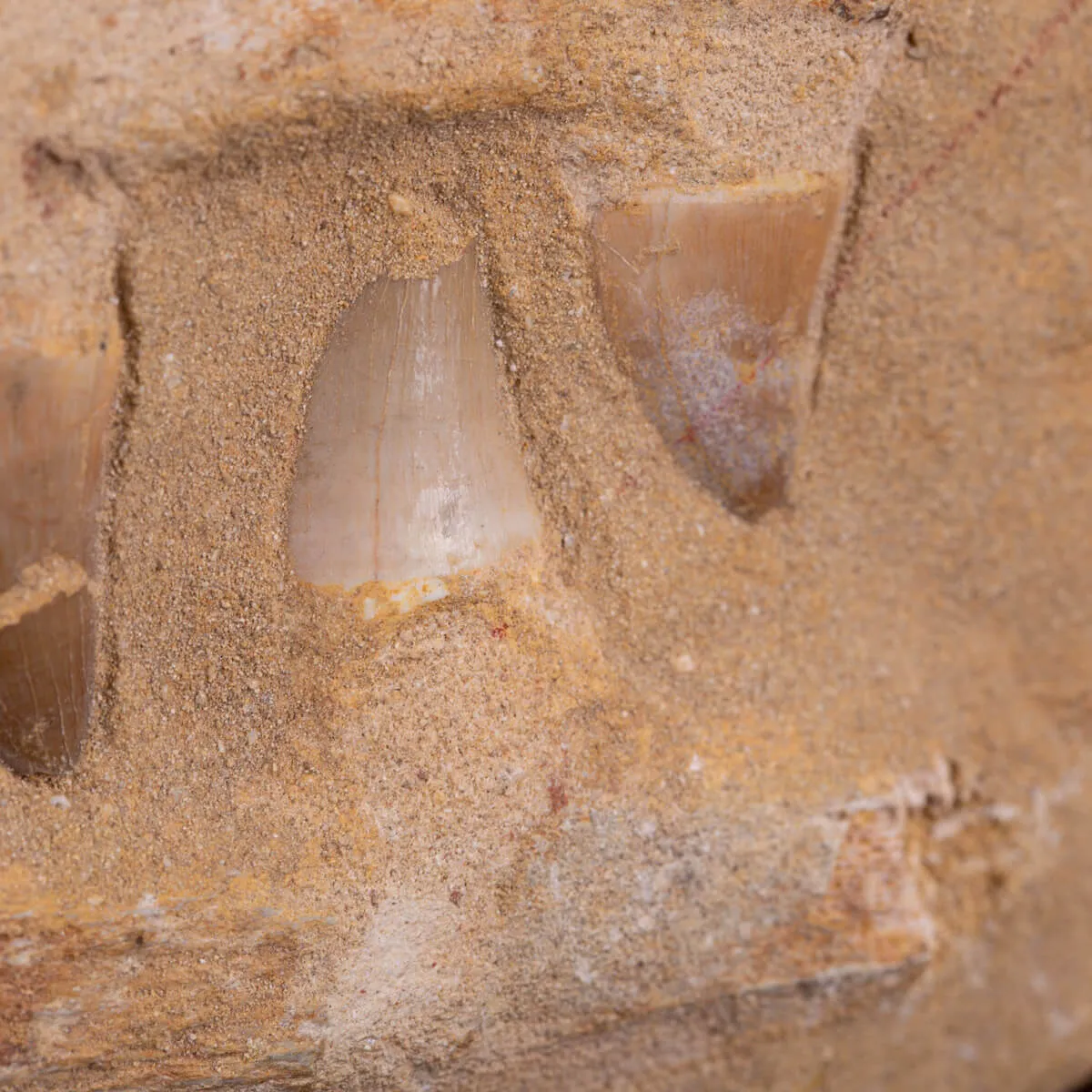 Sezione fossile di mascella di Mosasaurus.