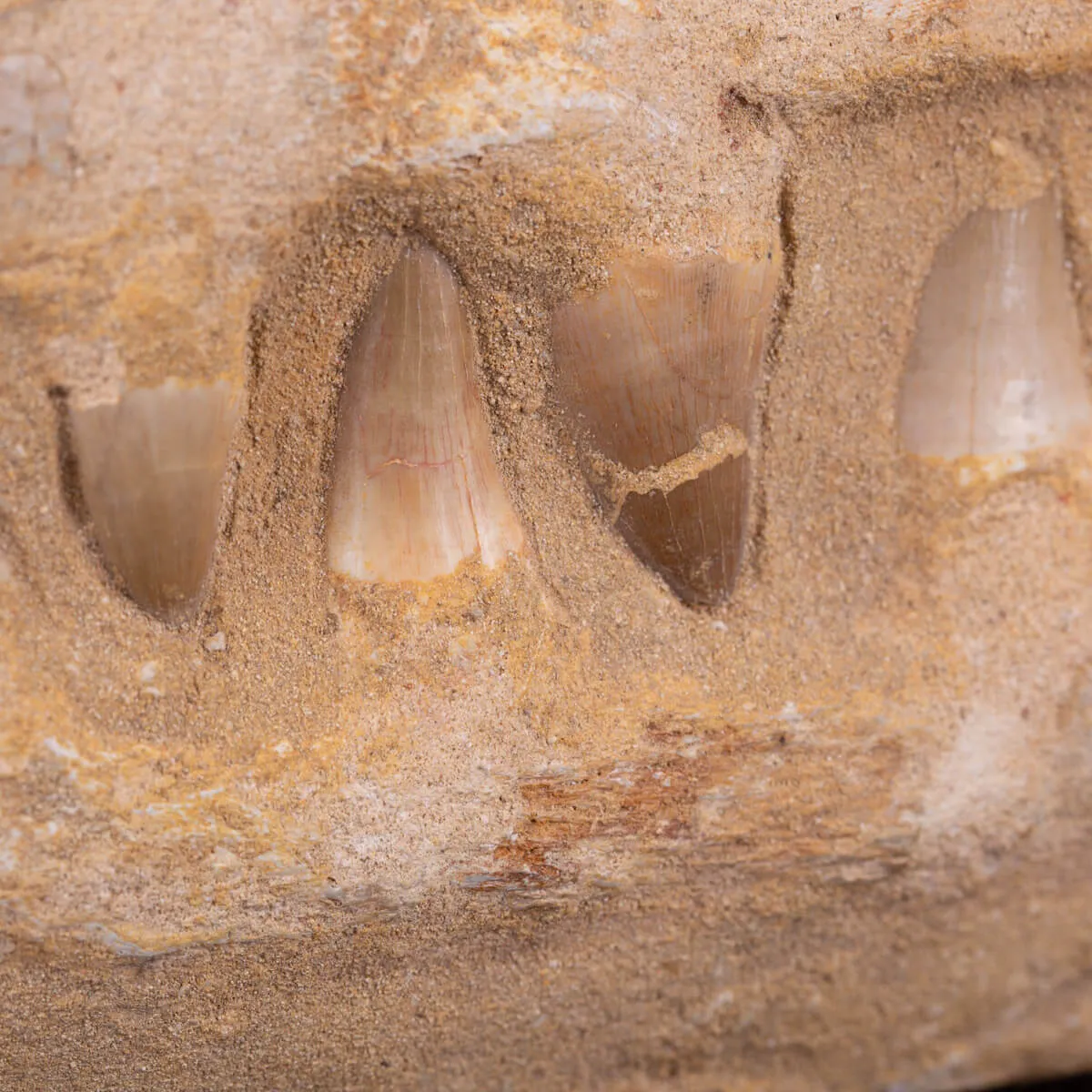 Sezione fossile di mascella di Mosasaurus.