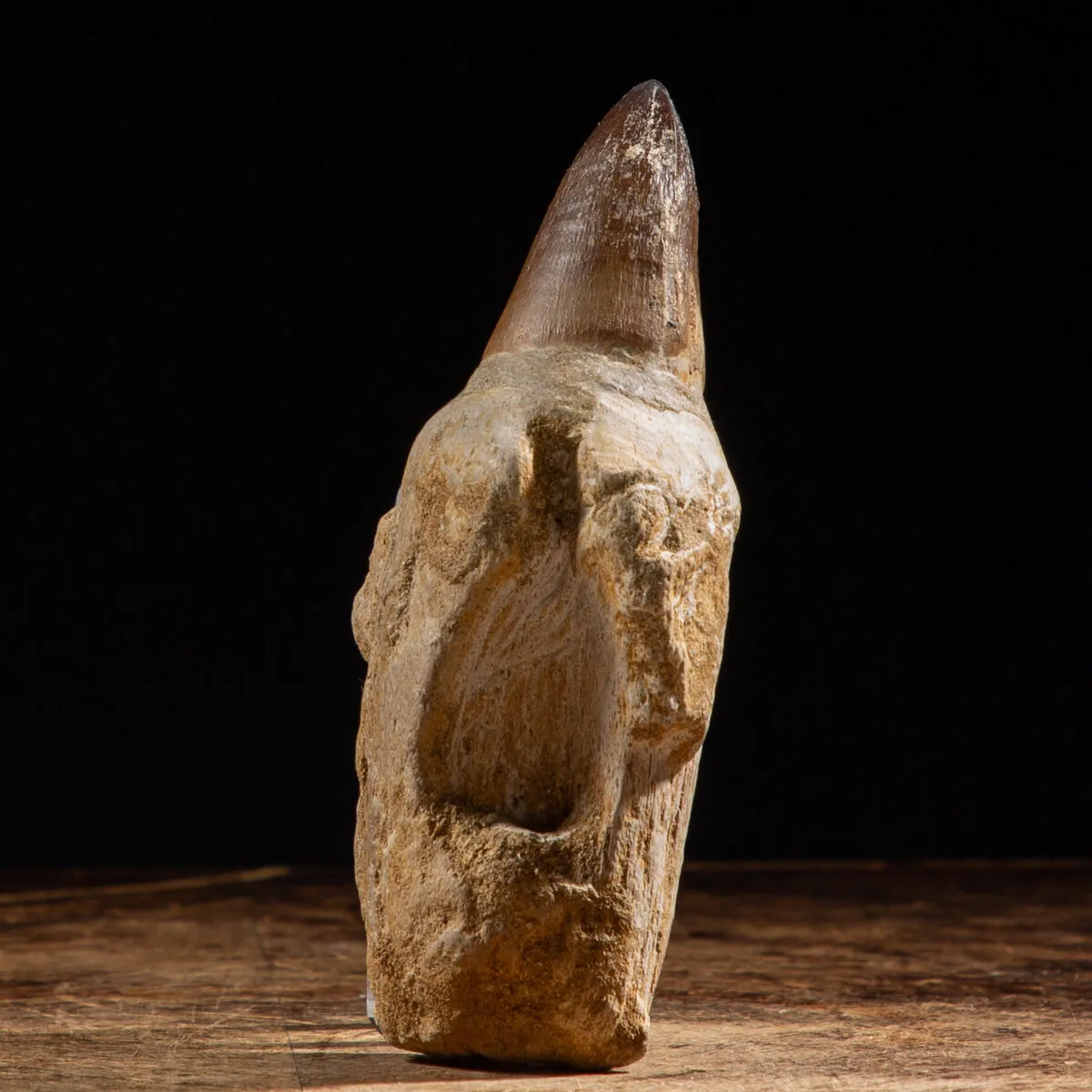 Dente Mosasaurus