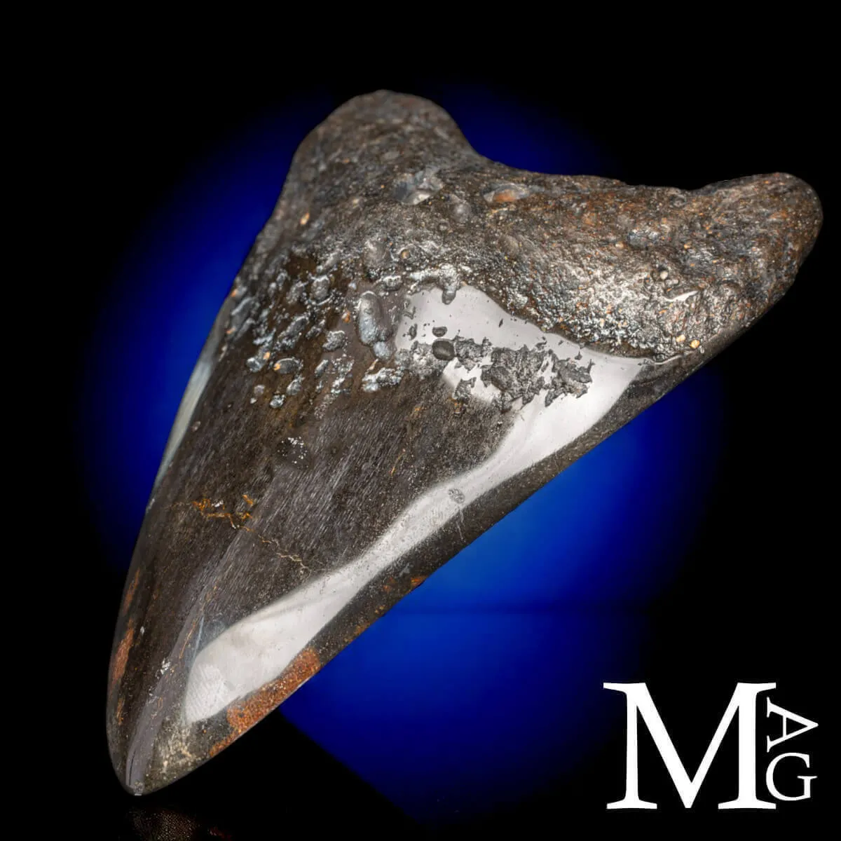 Dente Fossile di Megalodonte – North Carolina.