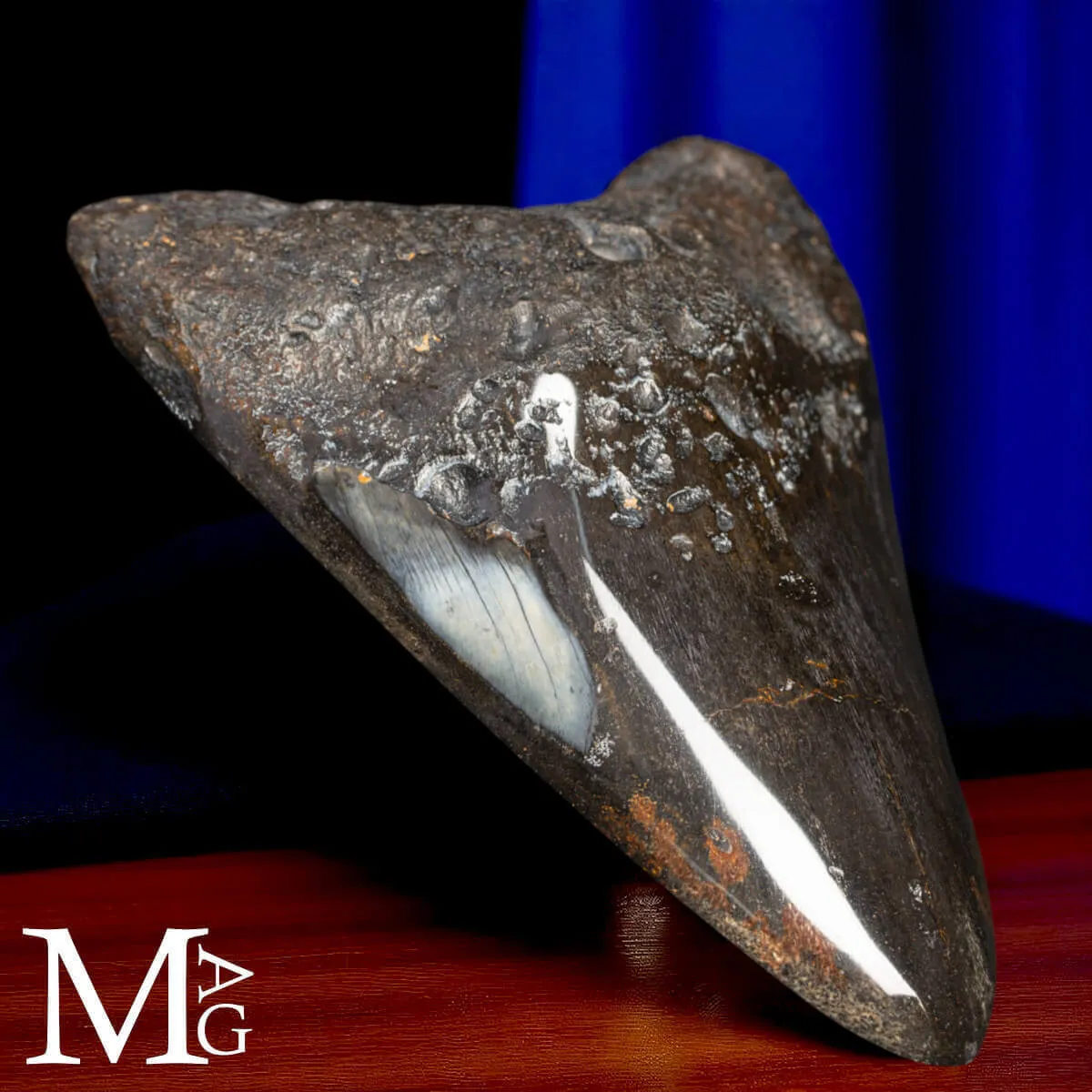 Dente Fossile di Megalodonte – North Carolina.