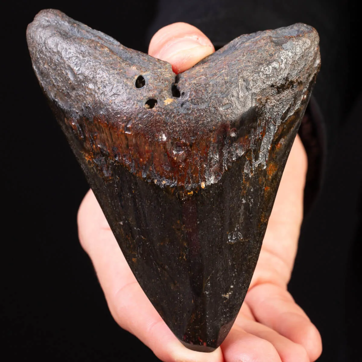 Dente Fossile di Megalodonte – North Carolina