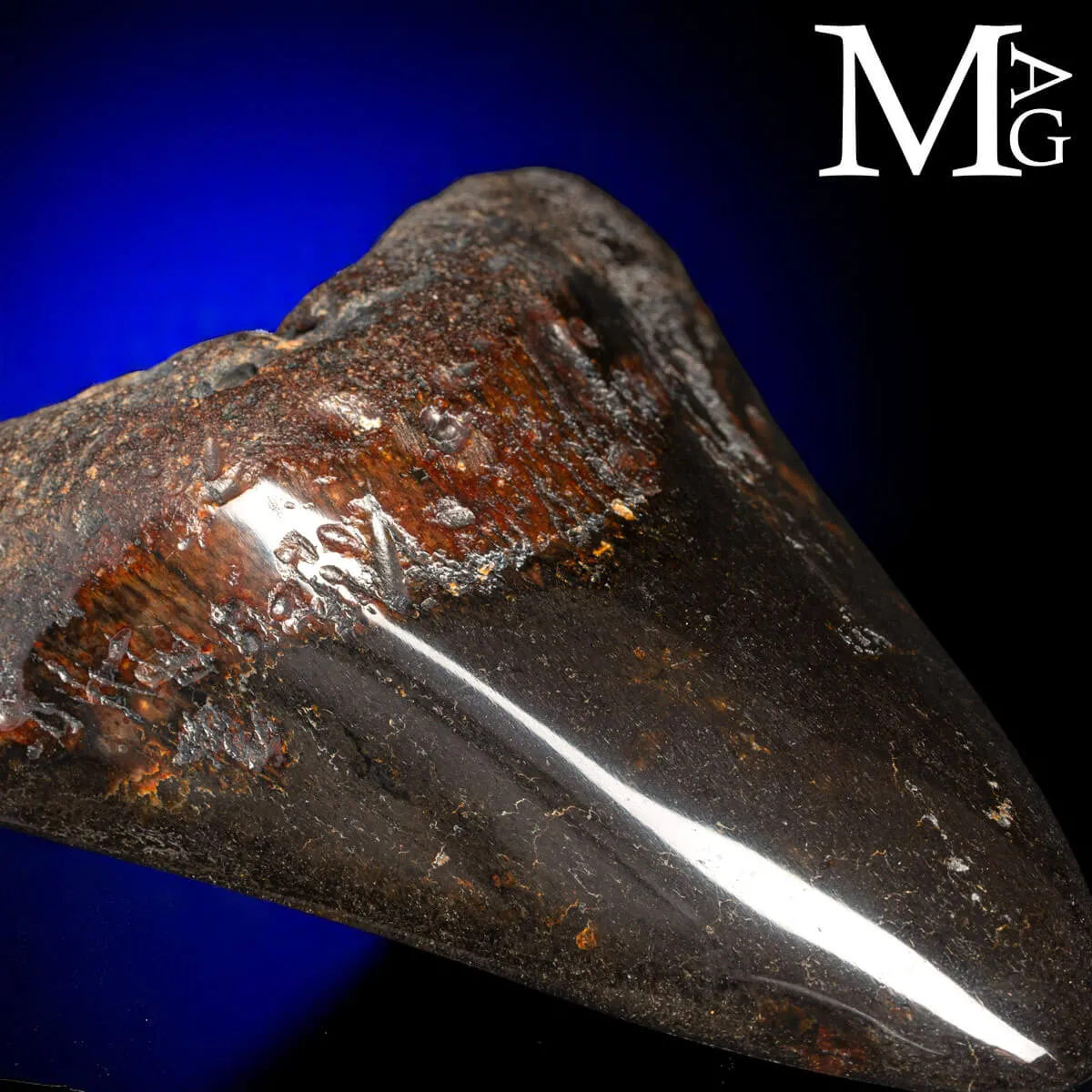 Dente Fossile di Megalodonte – North Carolina