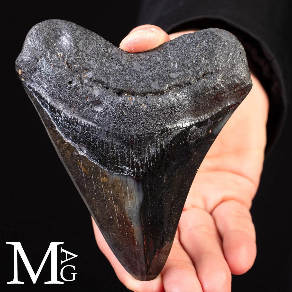 Dente Fossile di Megalodonte – North Carolina